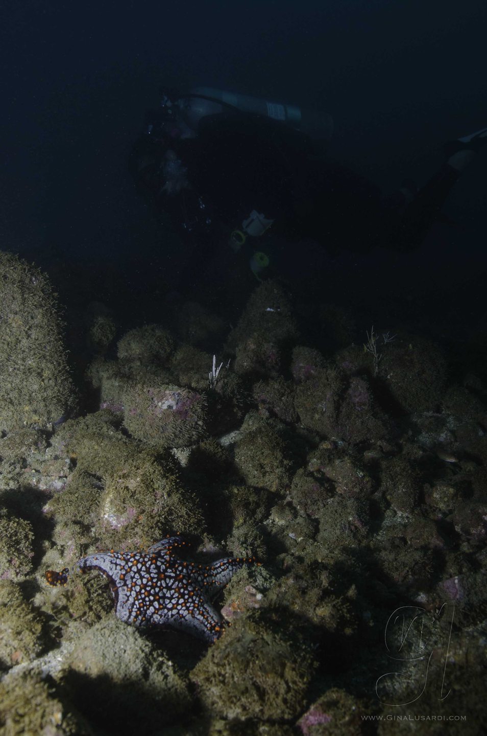 Starfish Garden photo 2