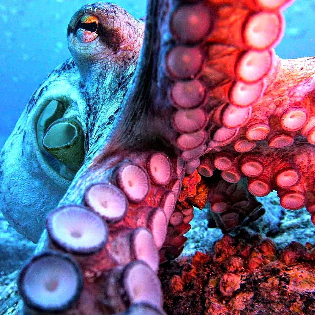 Azul House reef