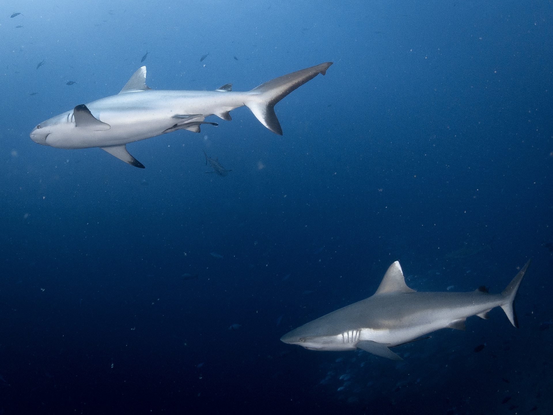 Rasdhoo Channel photo 3