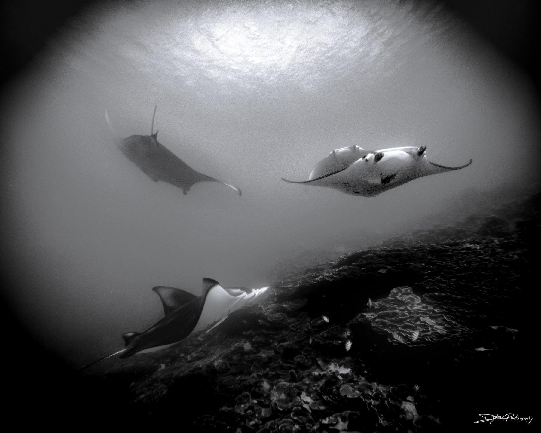 ANAU - Mantas Spot - BORA BORA photo 6