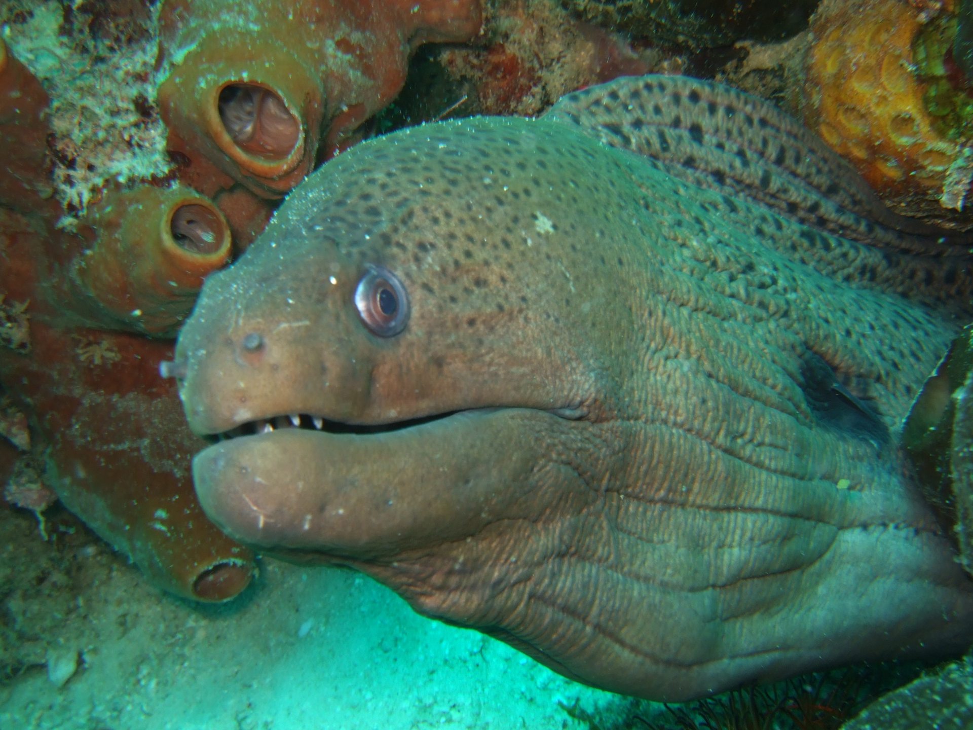 Brain Coral photo 2