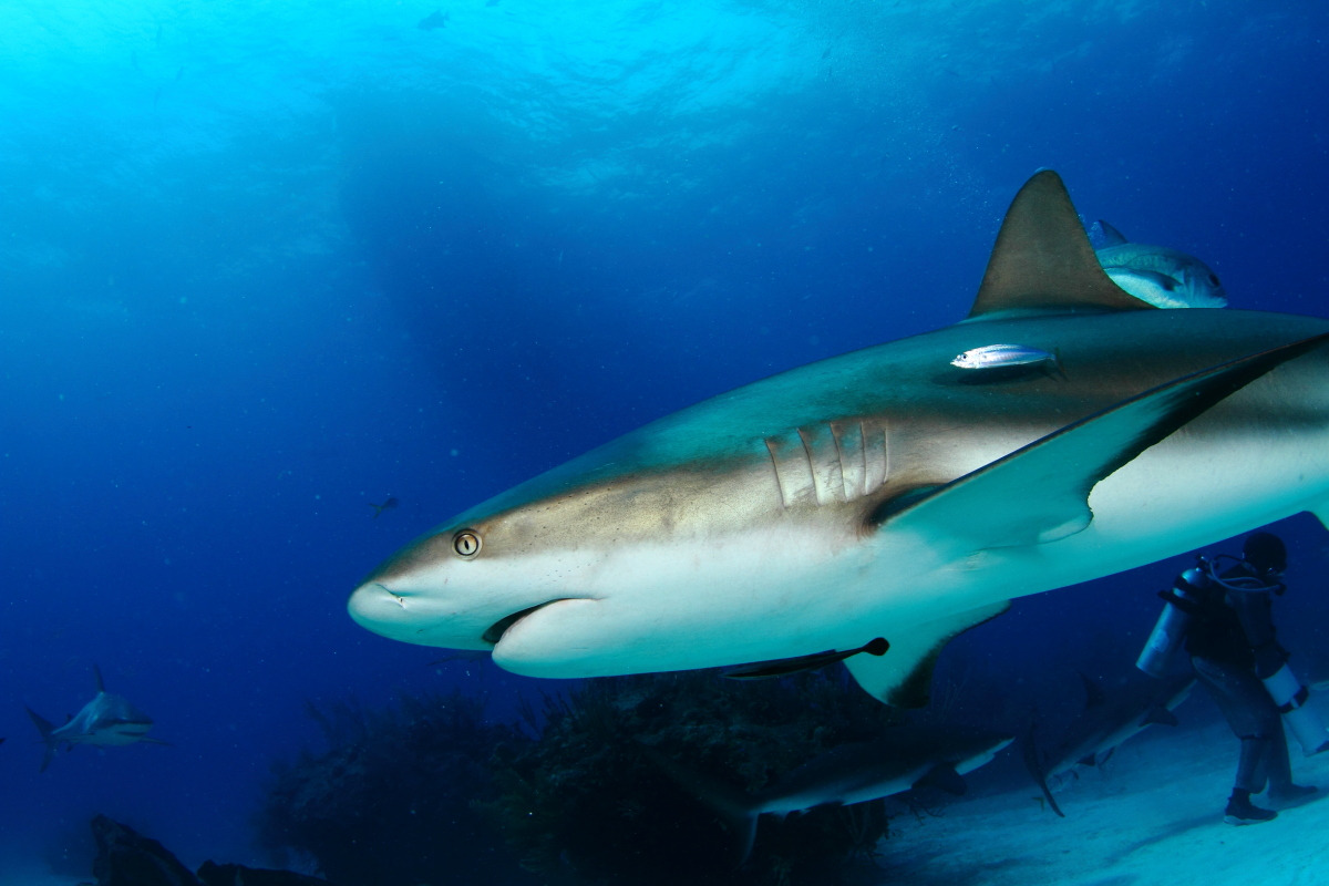 Shark Junction photo 2