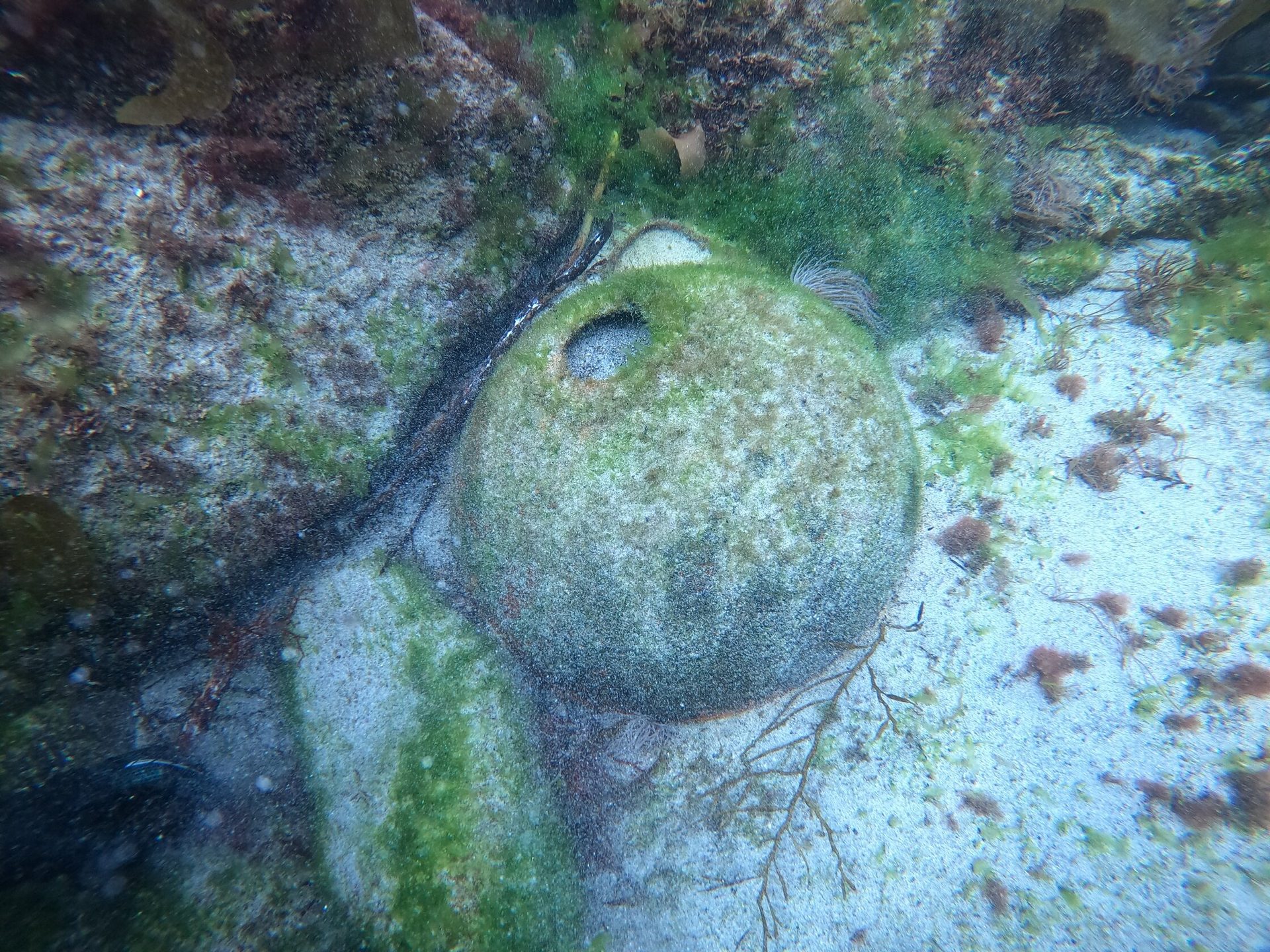 La Bayonnaise photo 11