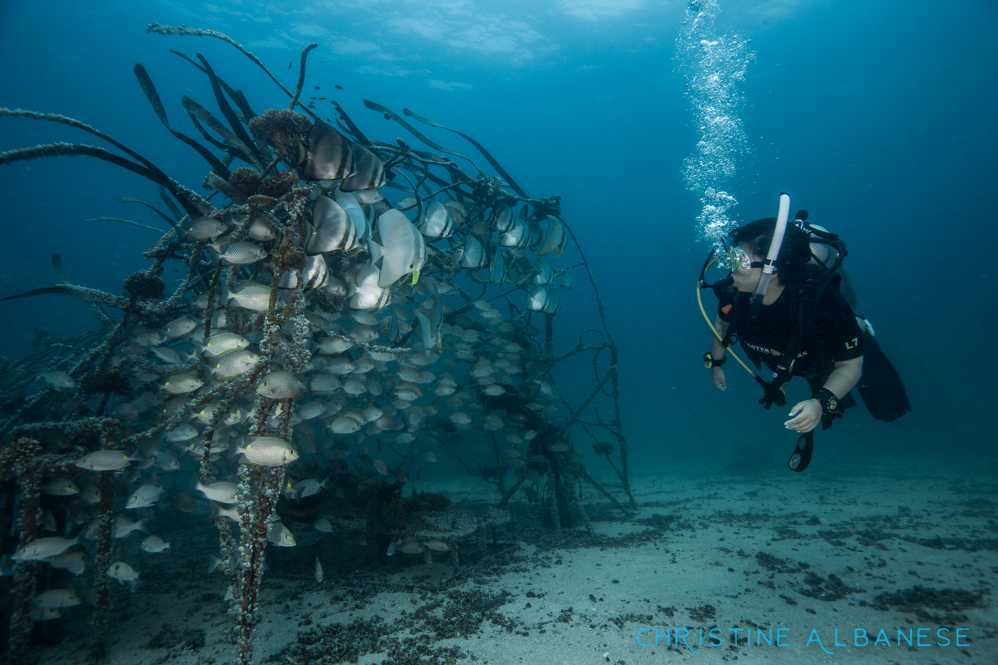 Junkyard Reef photo 6