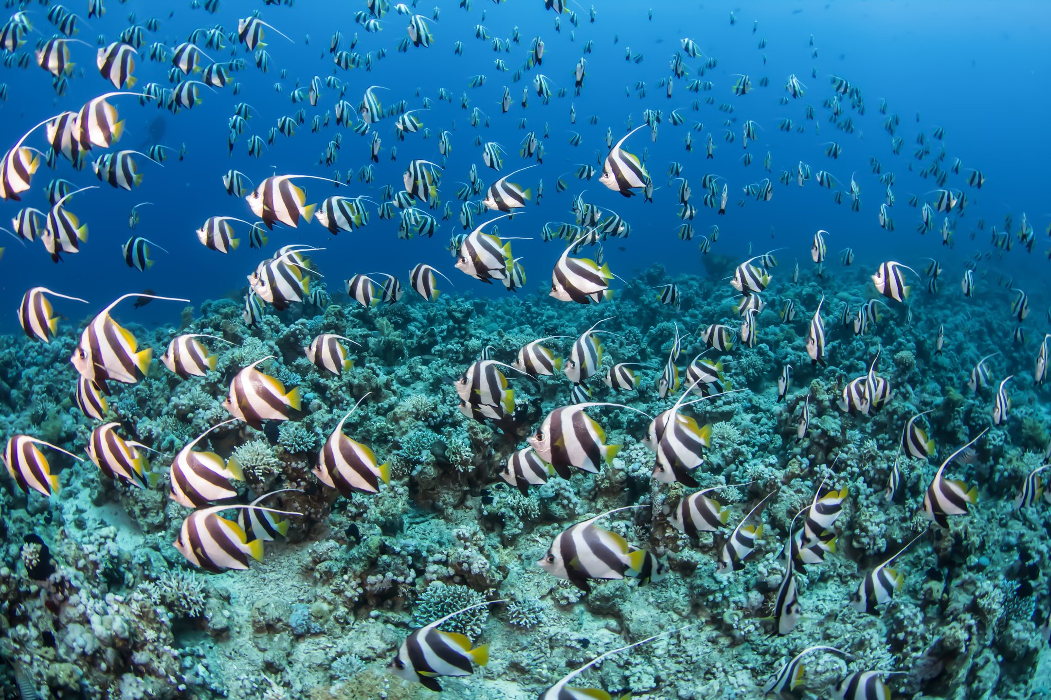 Gordon Reef - Straits of Tiran photo 7