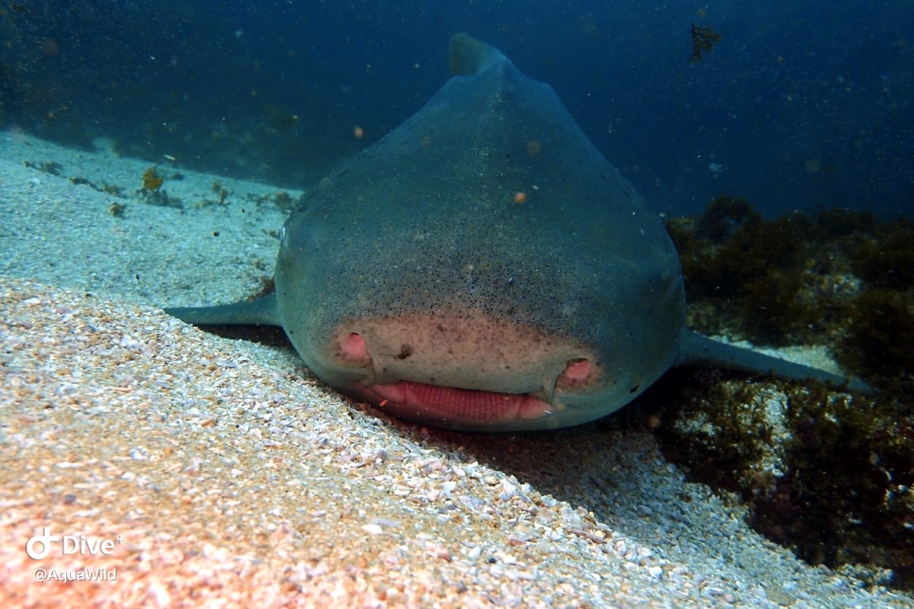 Aliwal Shoal Reef photo 4