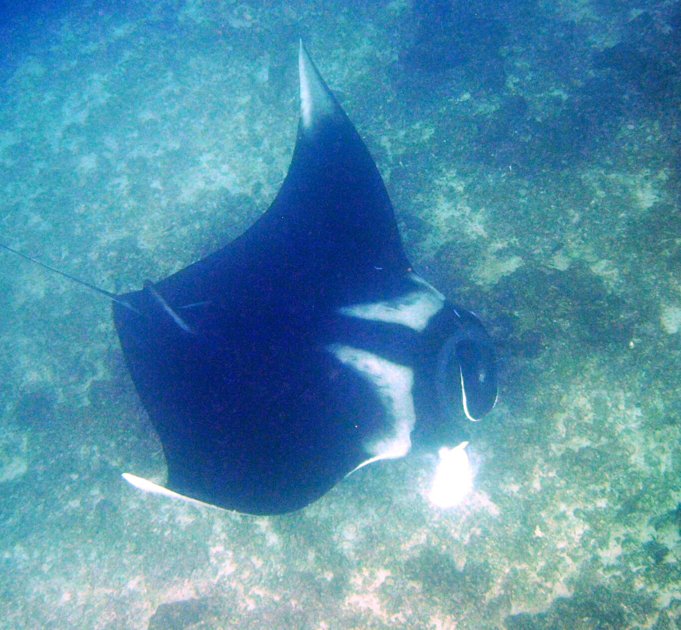 Koh Bon photo 3