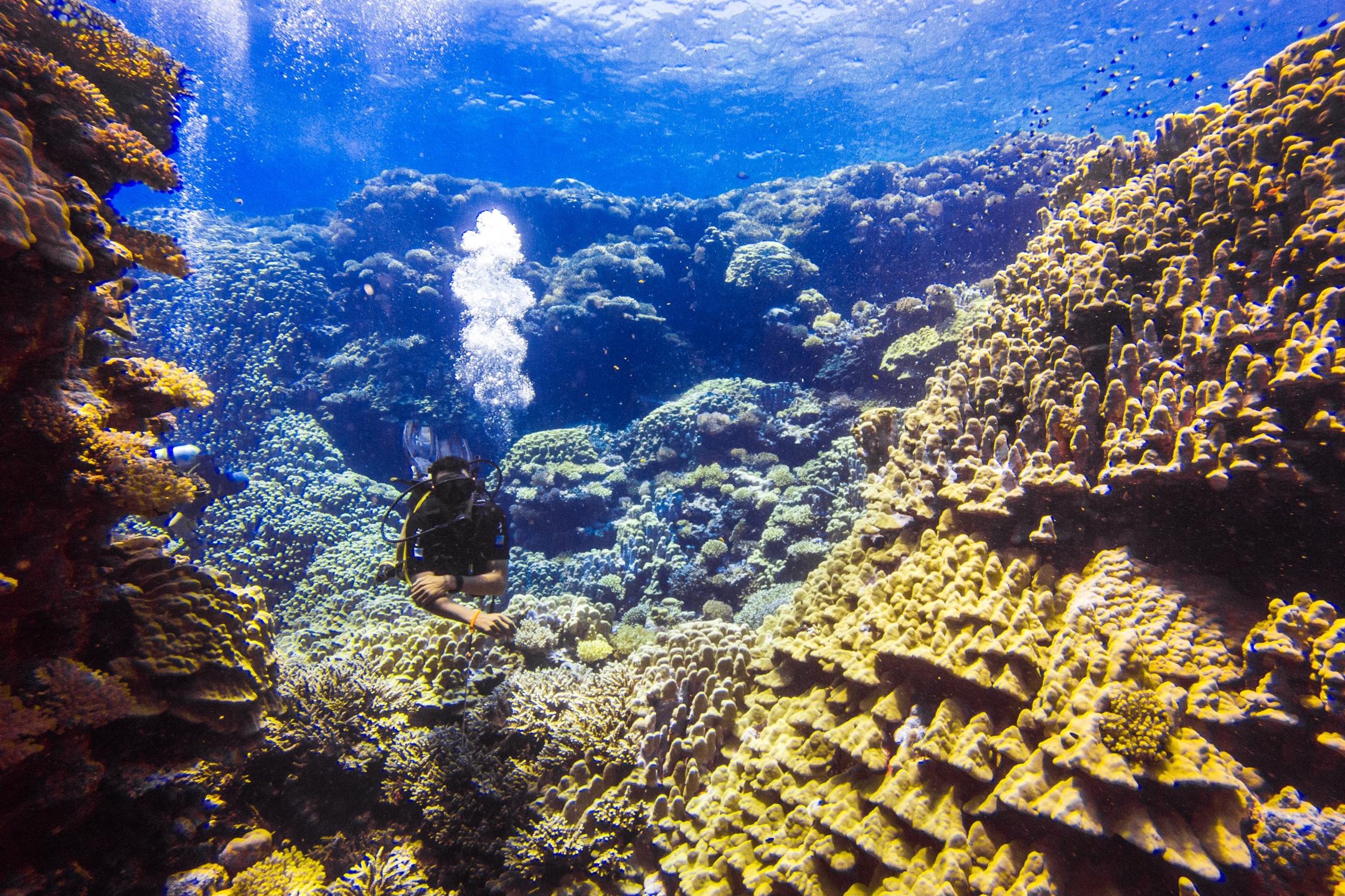 Um Halhala Divesite photo 12