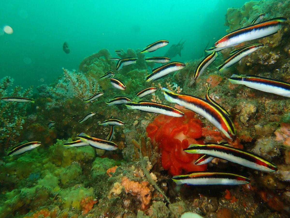 Ship Rock Aquatic Reserve photo 2