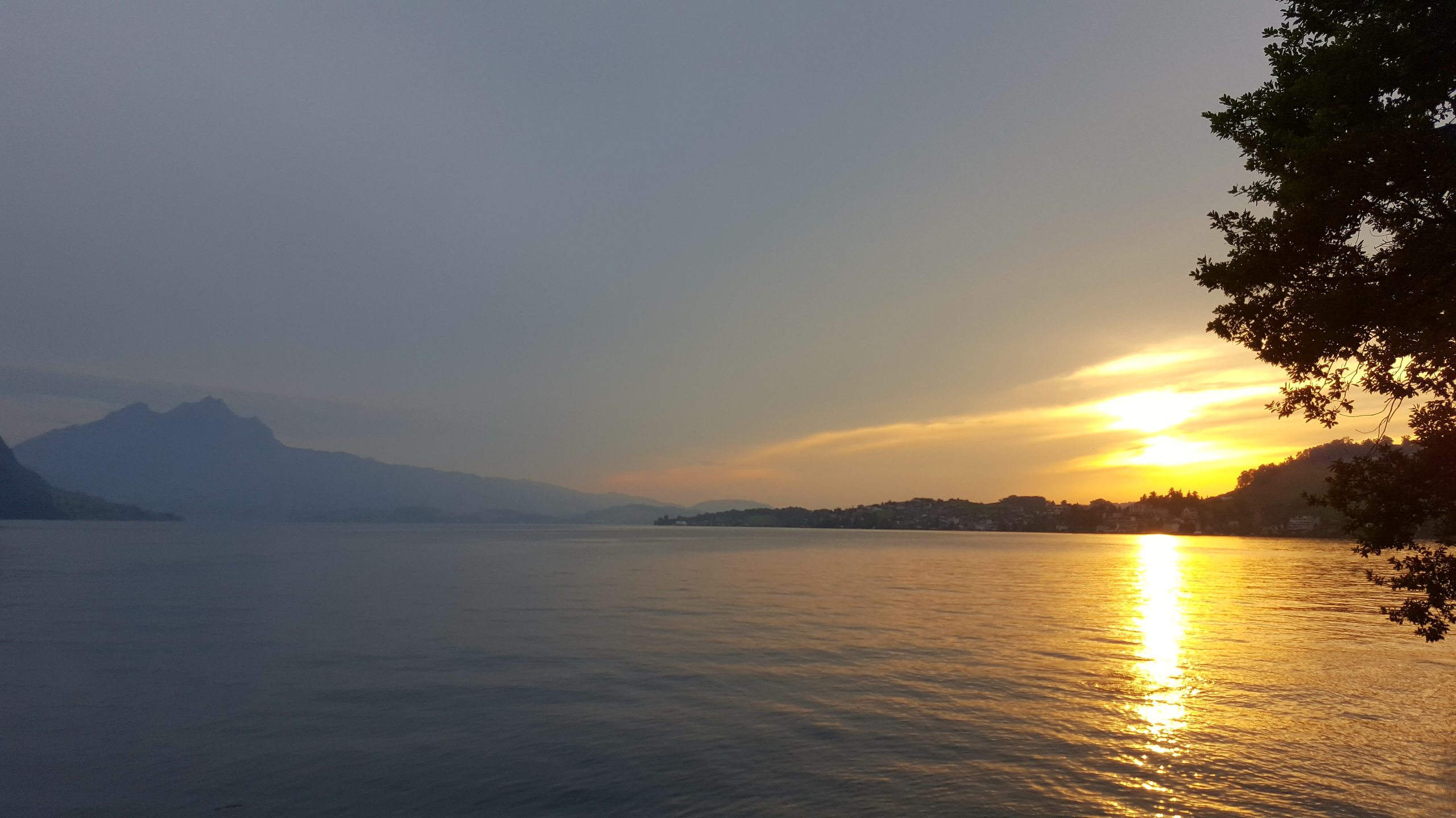 Riedsort photo 5