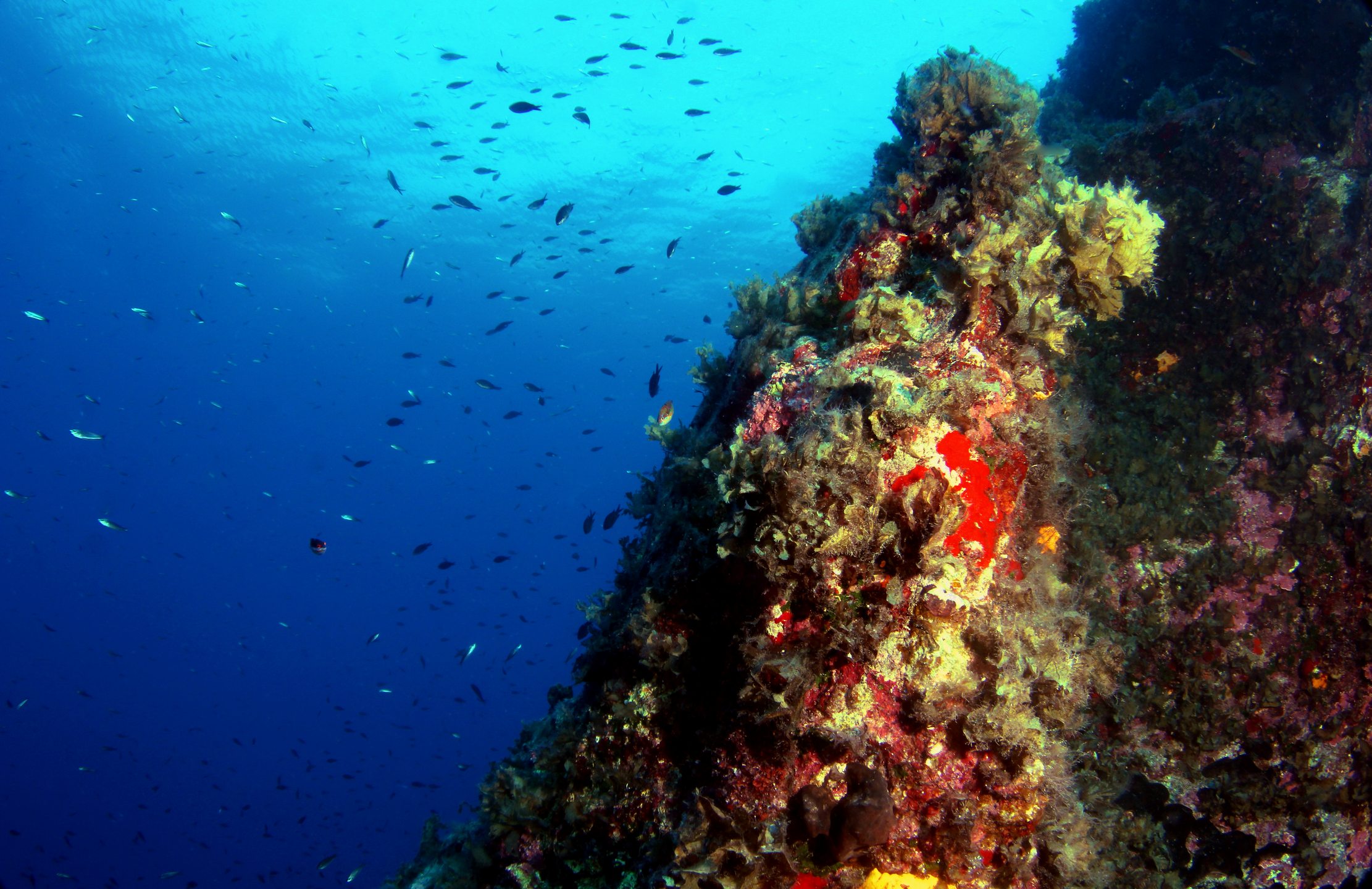 Pachia reef photo 13