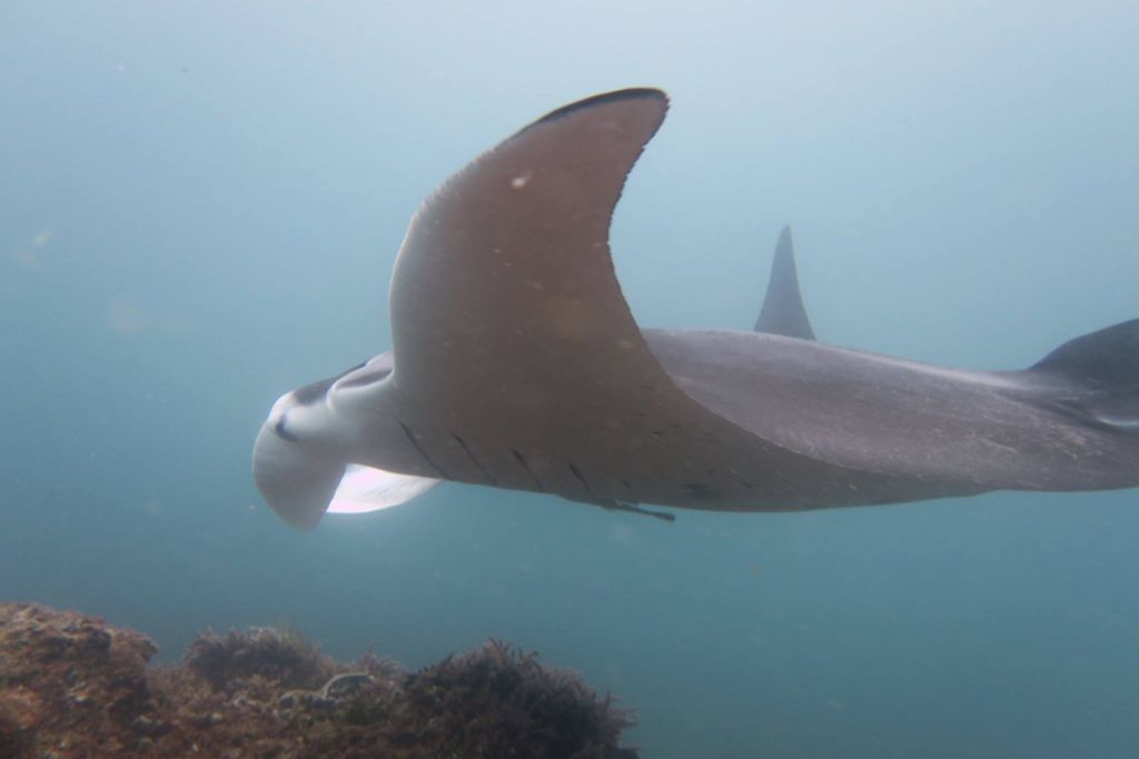 Manta Ray Bommie photo 2