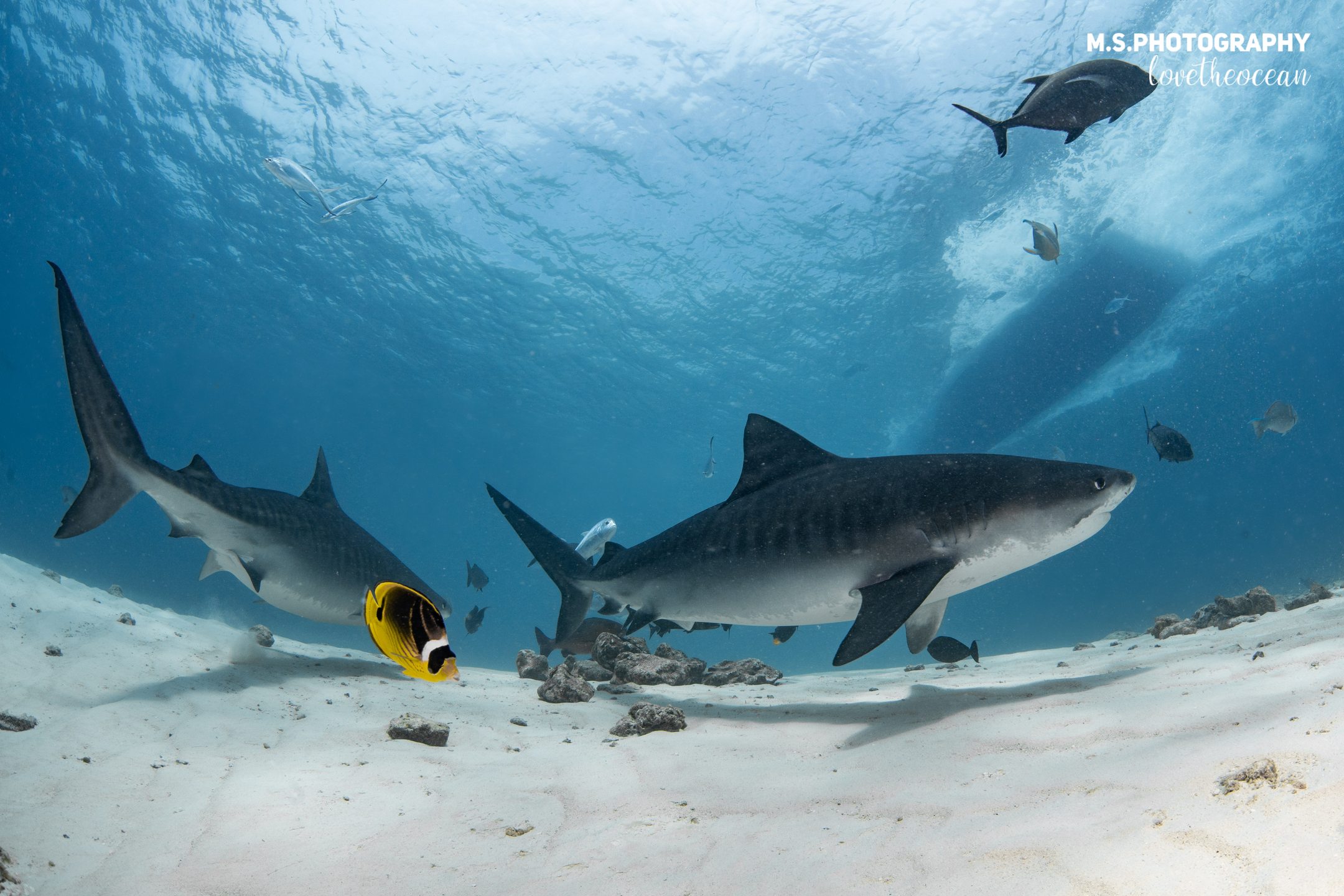 Tiger shark dive site photo 3