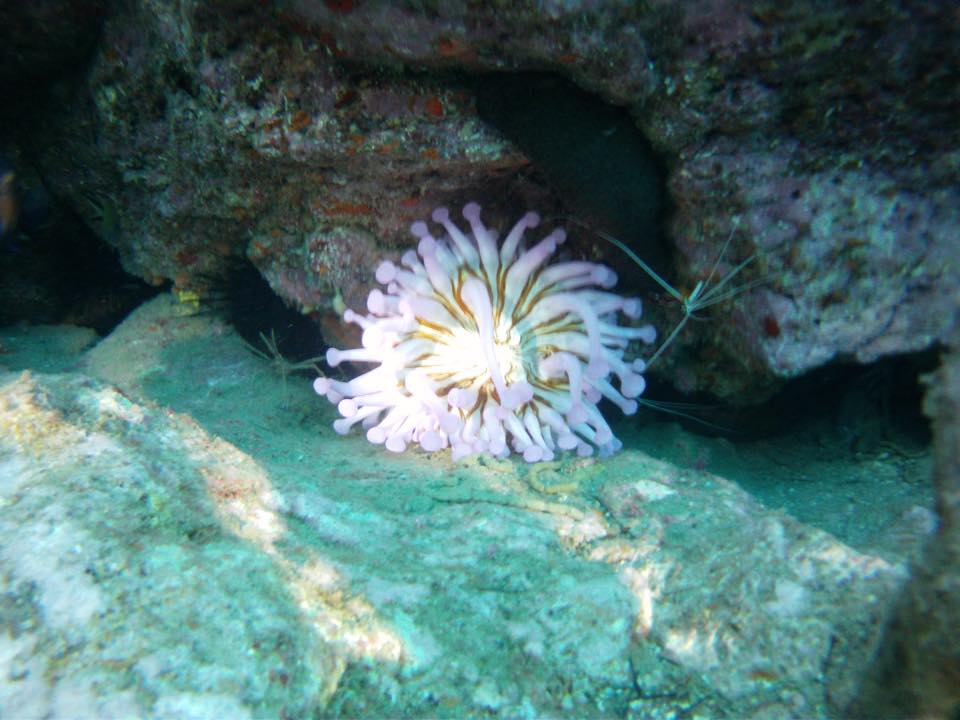 Bahia Lila