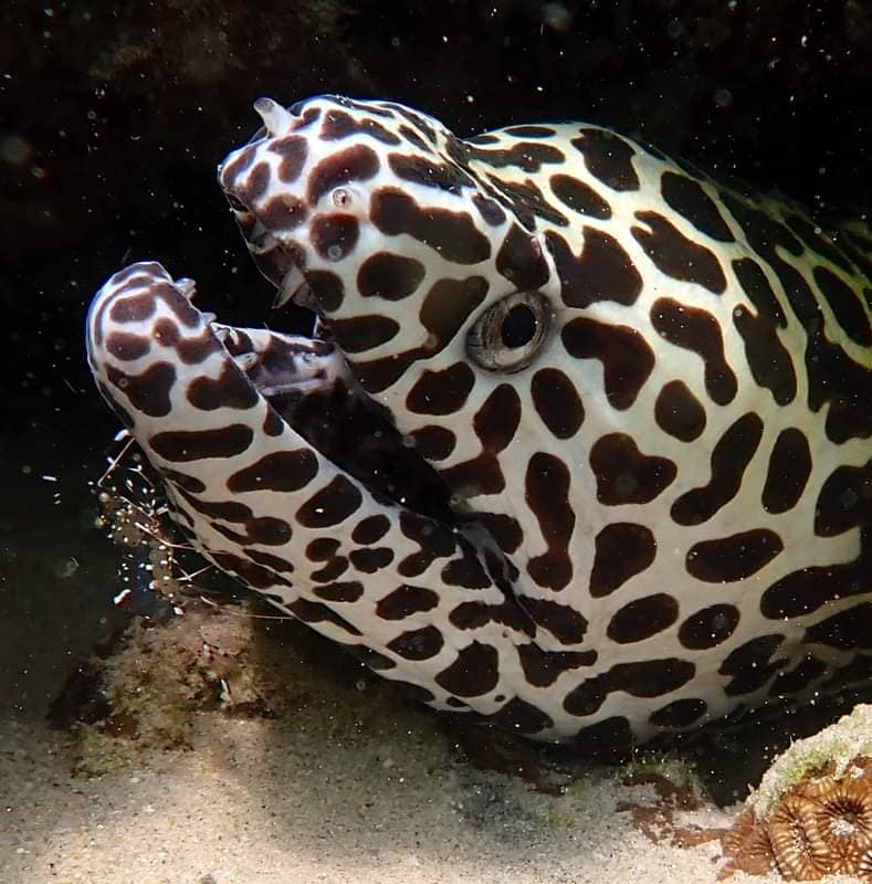 Kata Beach North Reef photo 2