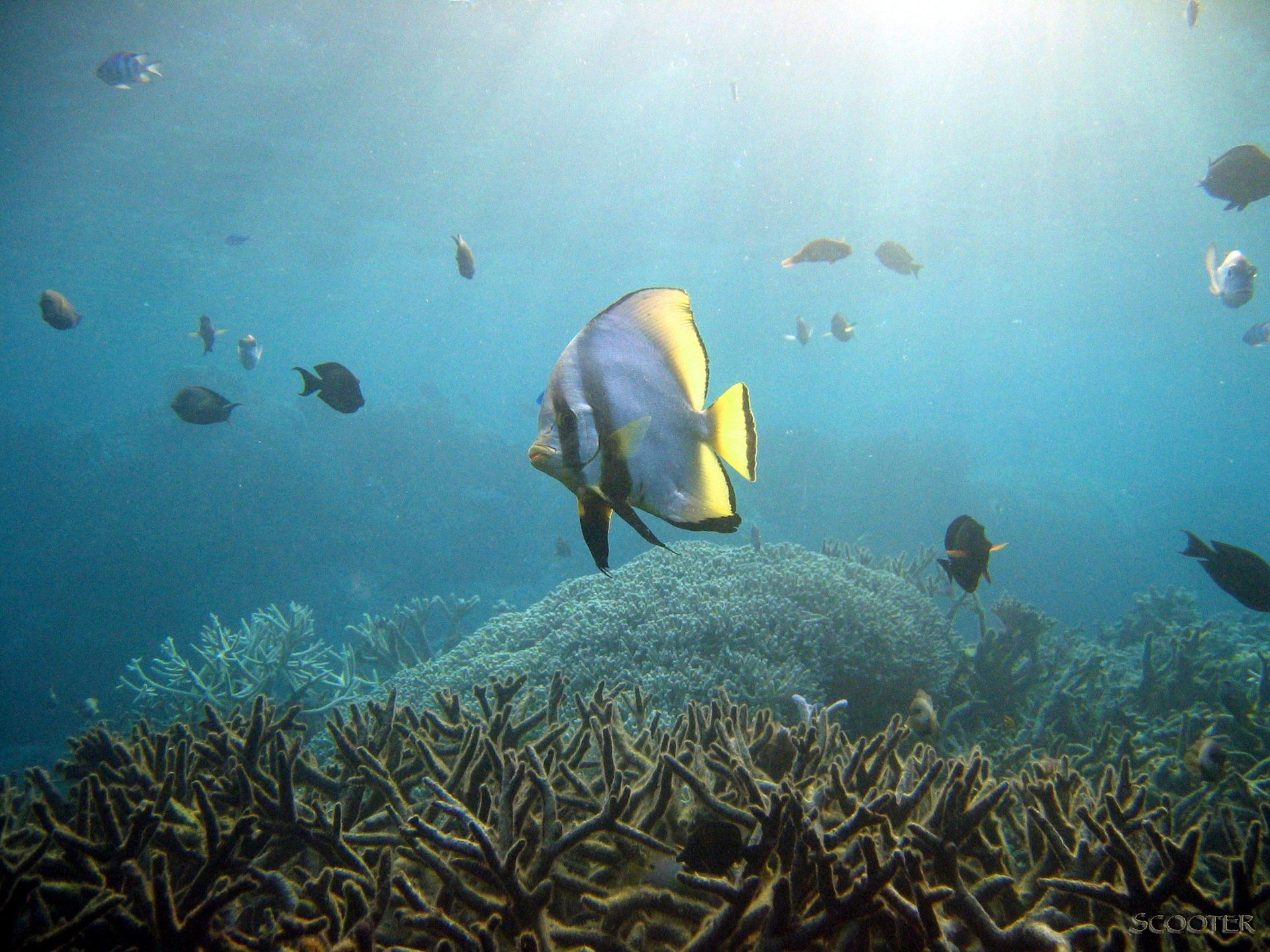 Coral Gardens photo 9
