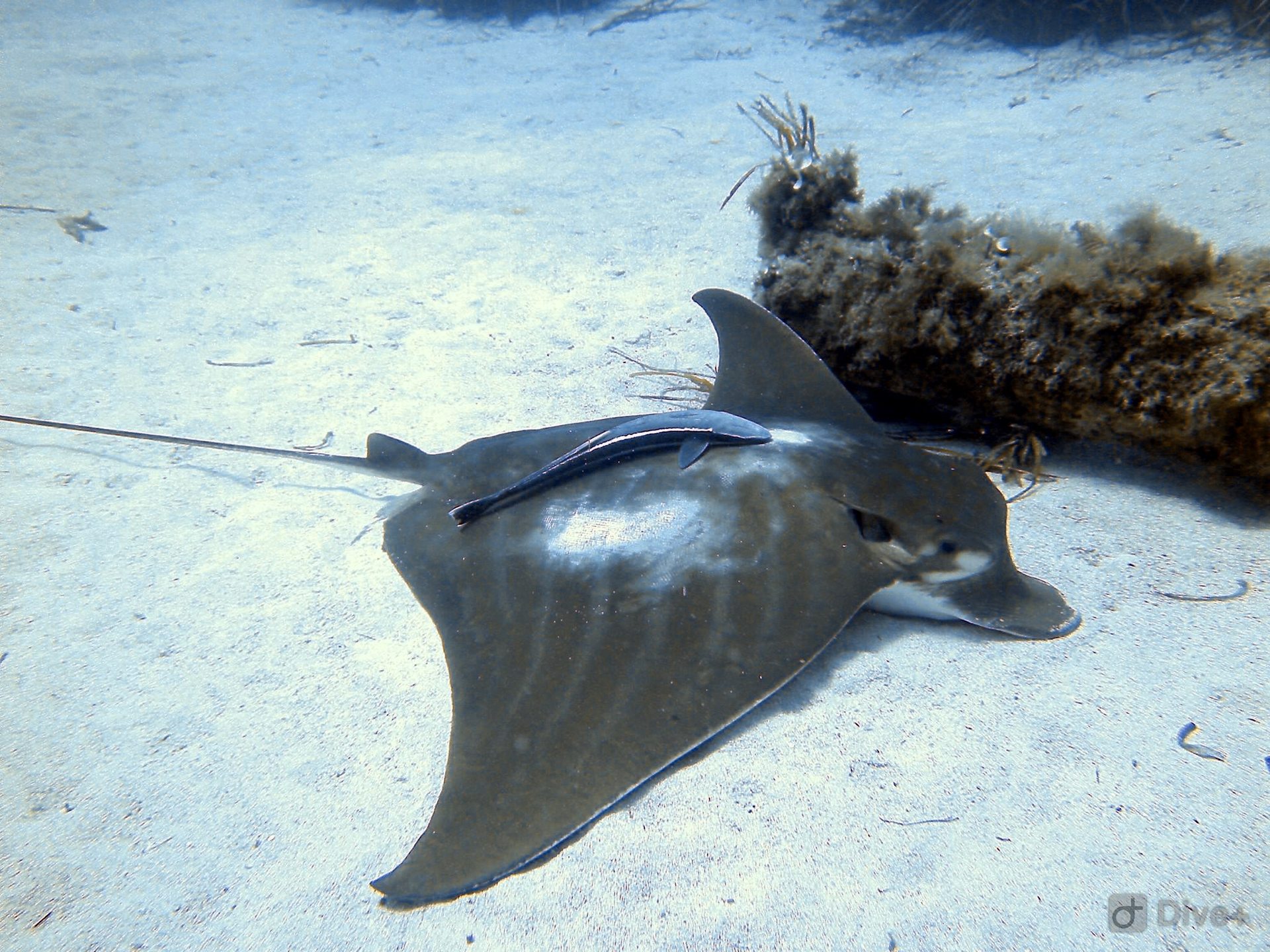 Punta del Bisbe photo 2