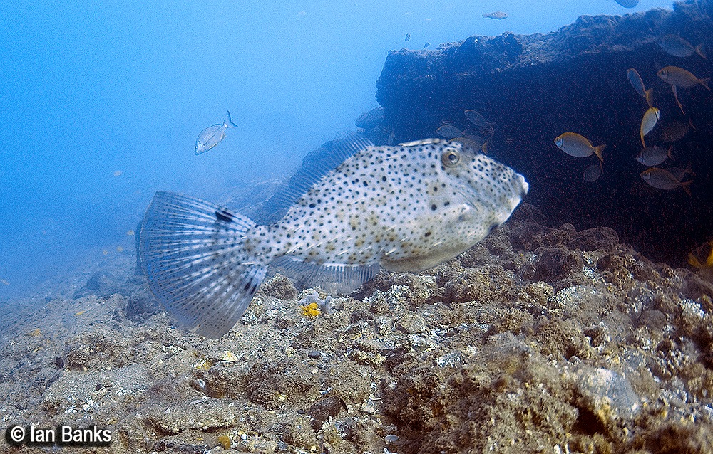 Wave Break Island photo 8
