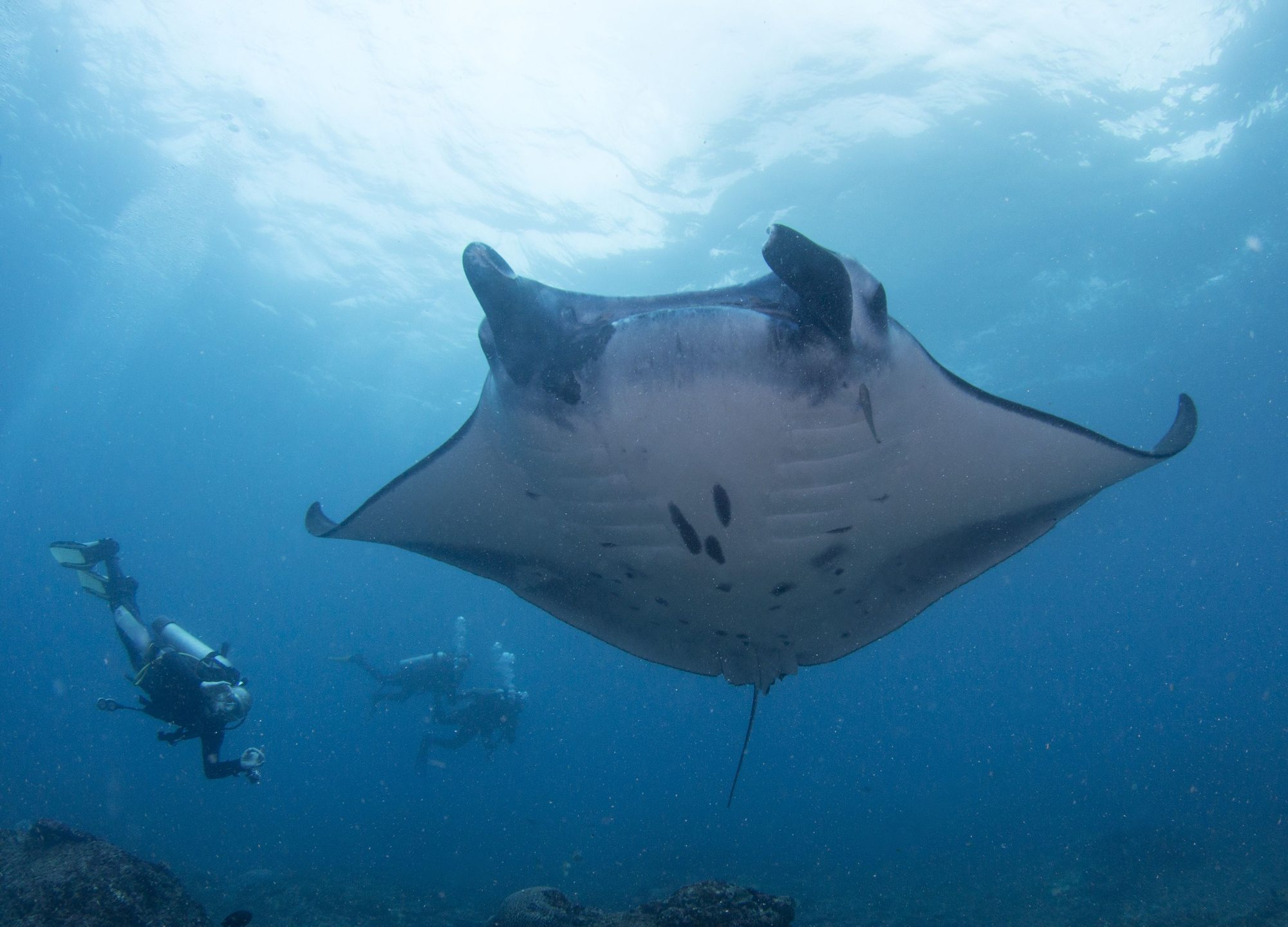 Manta Point photo 4