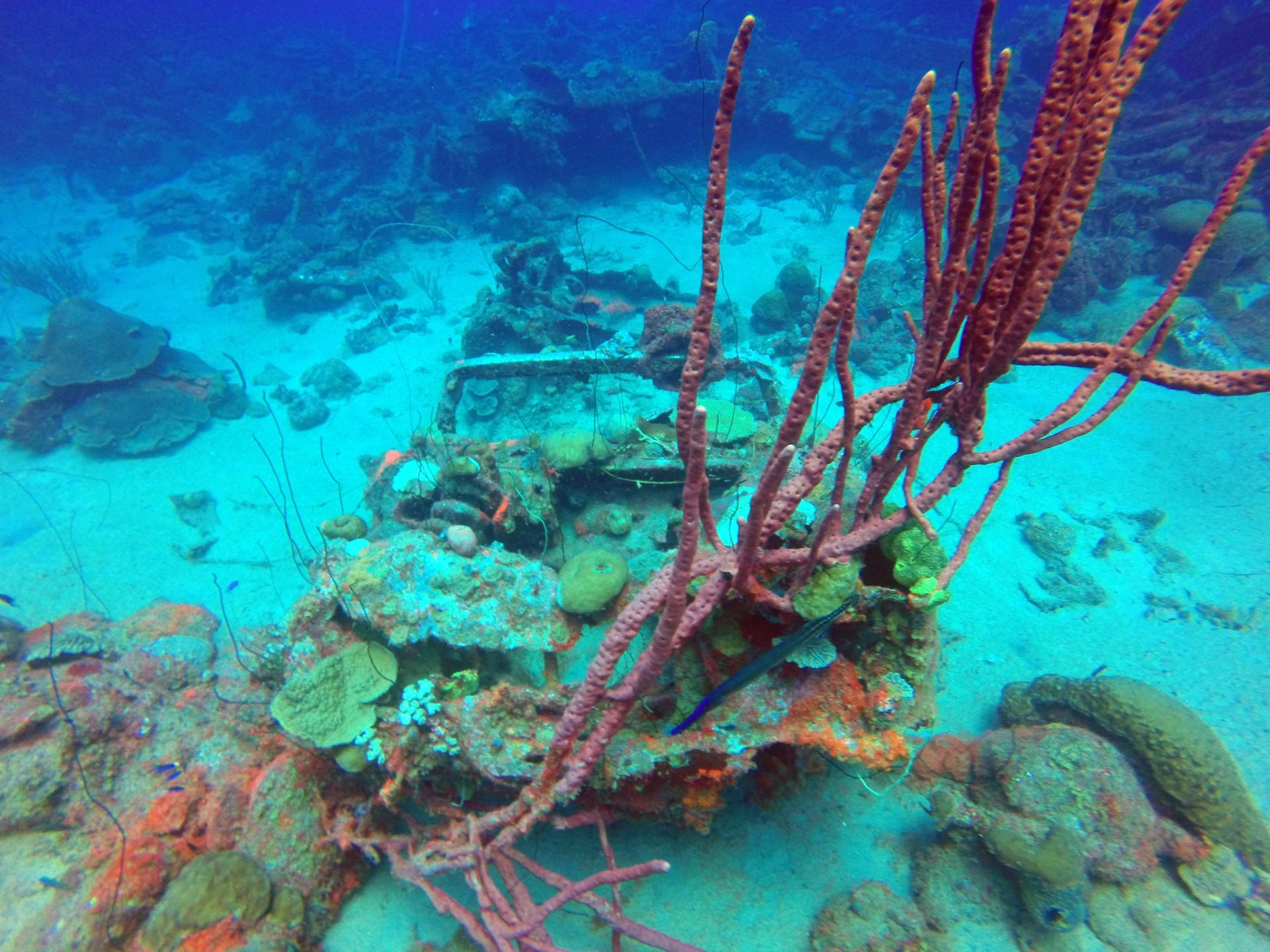 Car Pile (The Dive Bus House Reef)