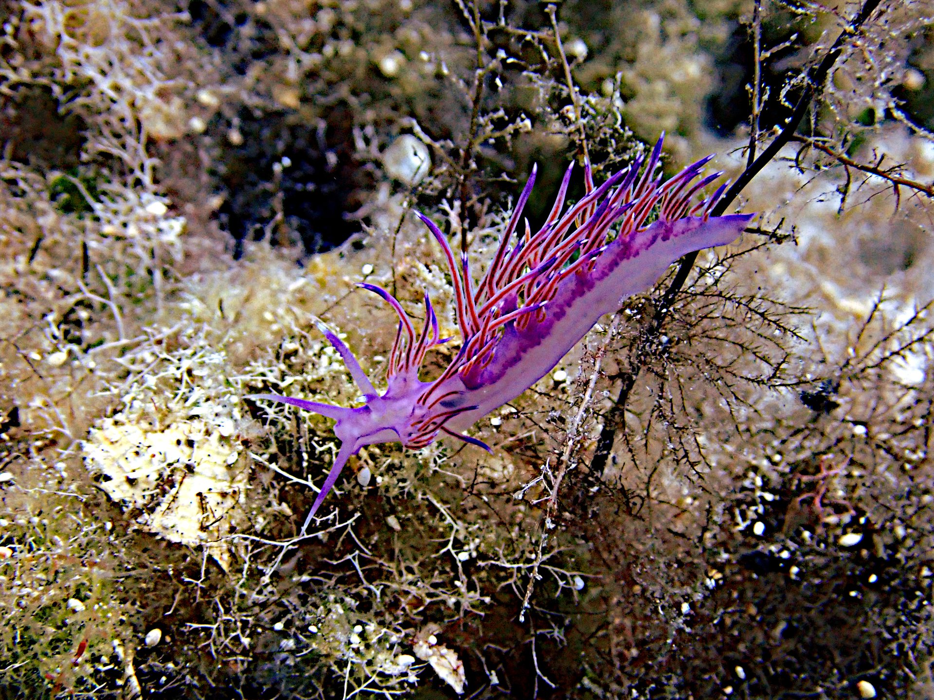 KRIKELOS photo 7