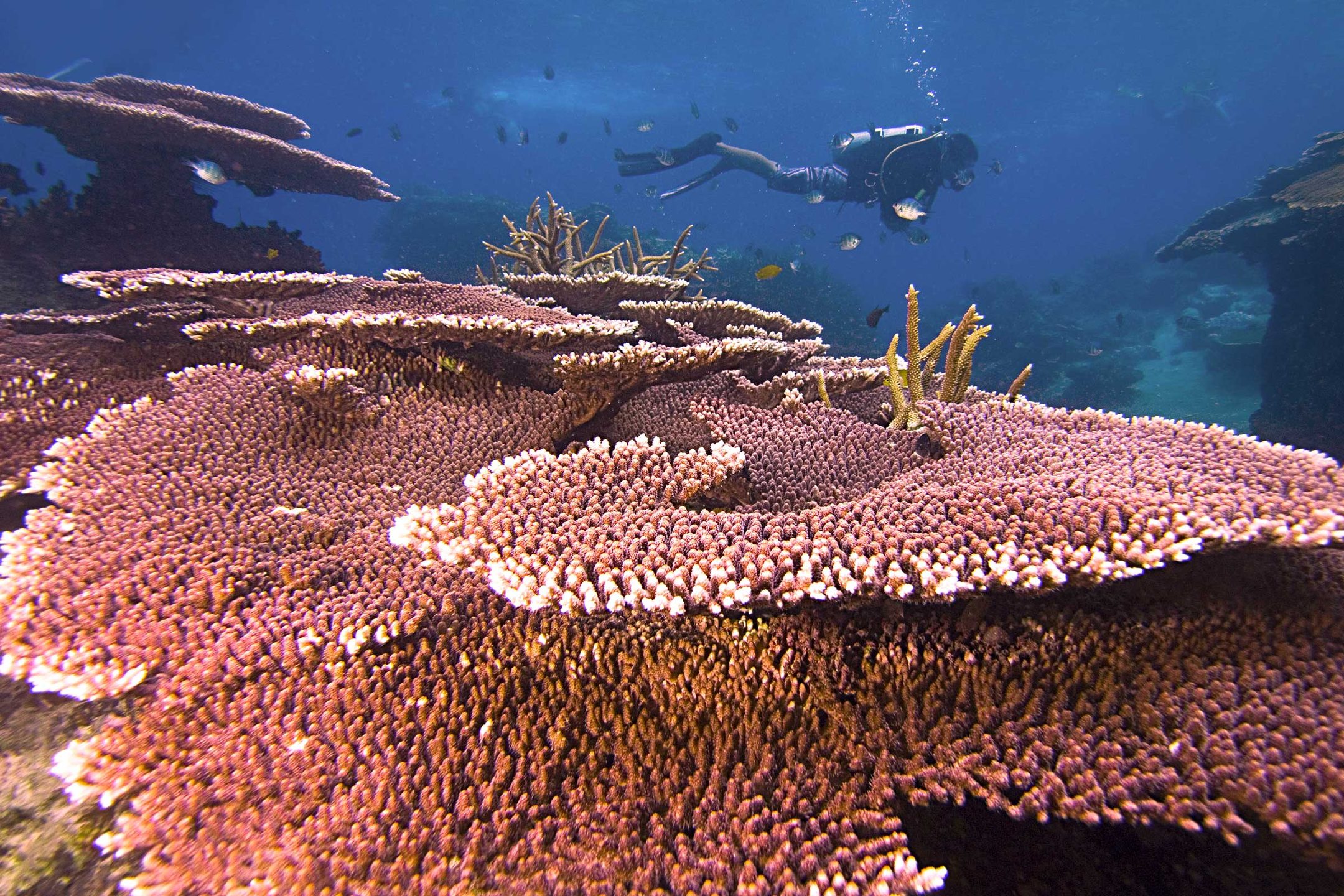 Chebeh Island photo 5