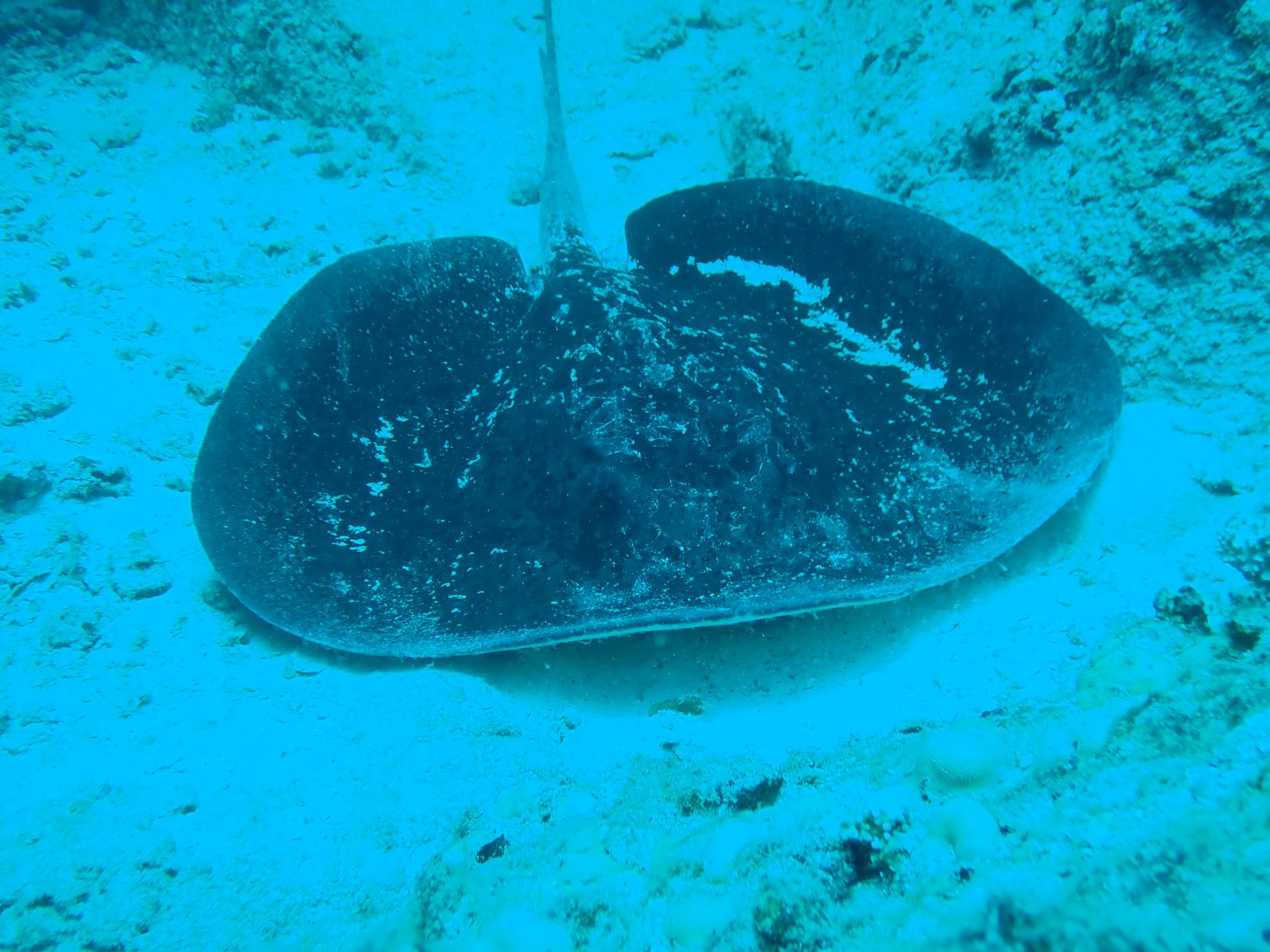 Cap Matoopa