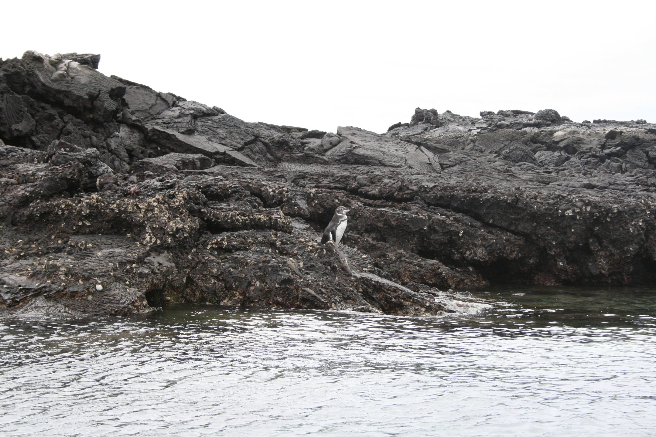 Bartolomé/Cousin Rocks photo 4