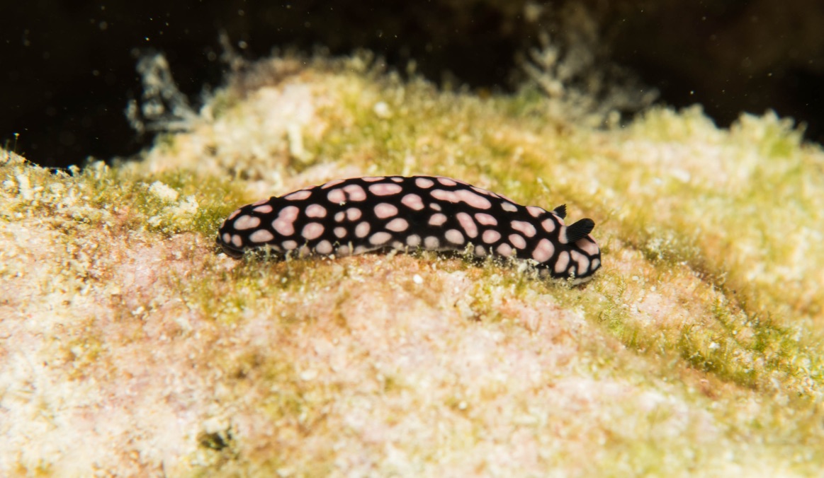 NudiMadness photo 2