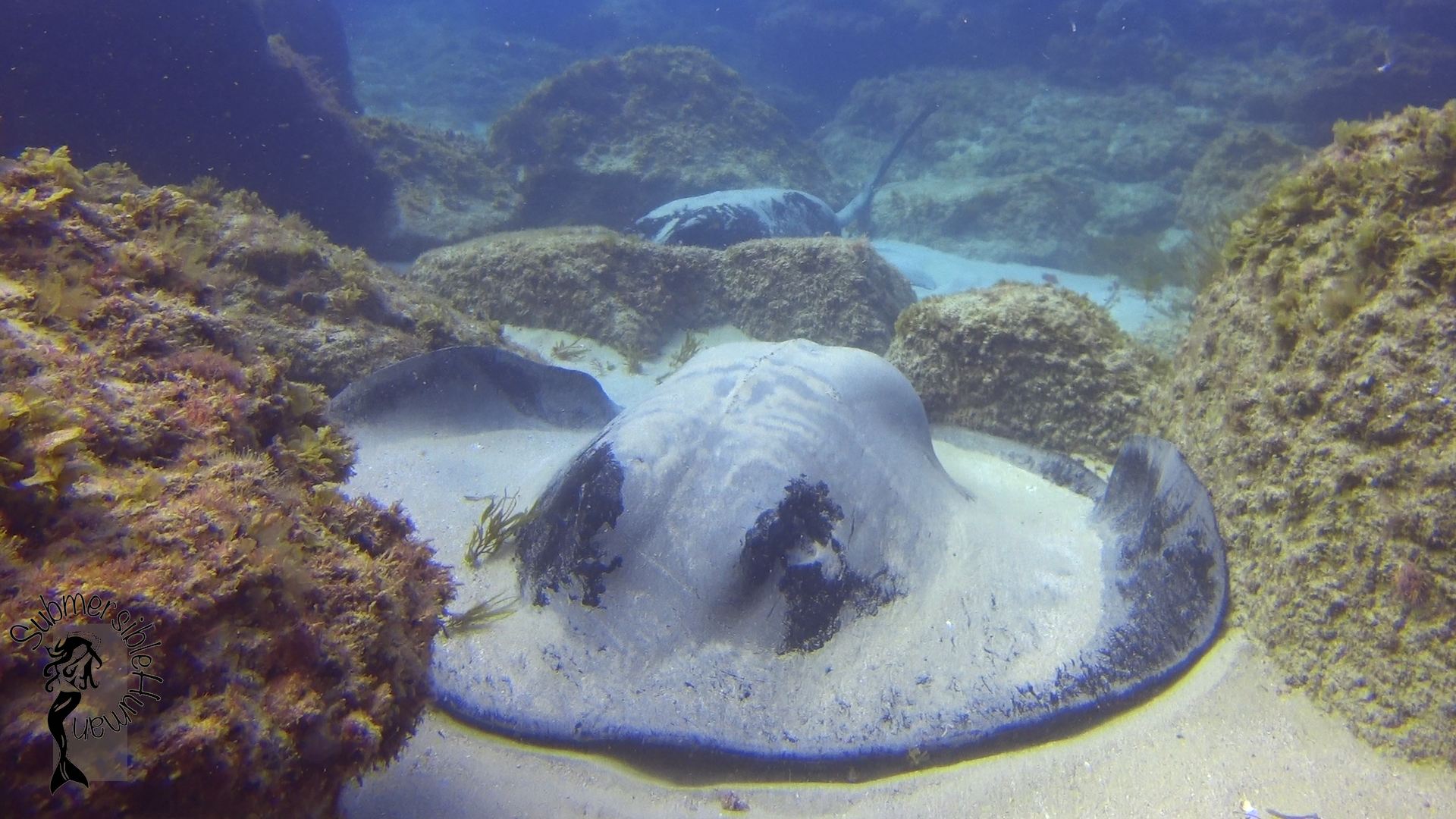 Eastern Reach - Manta Bommie photo 3