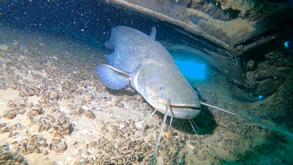 GULÁŠKA DIVING ZONE photo 16