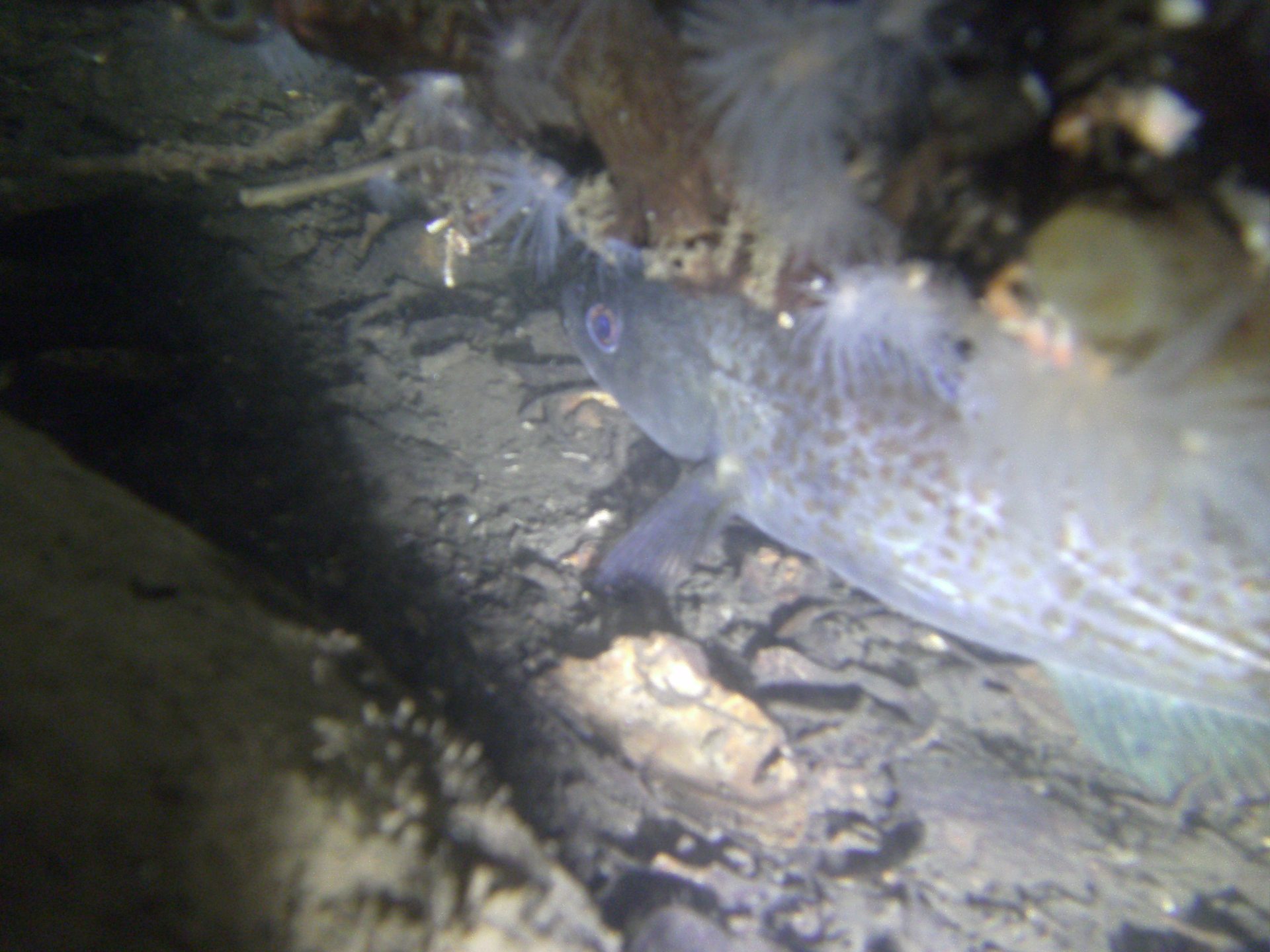 The Caves - Loch Long photo 3