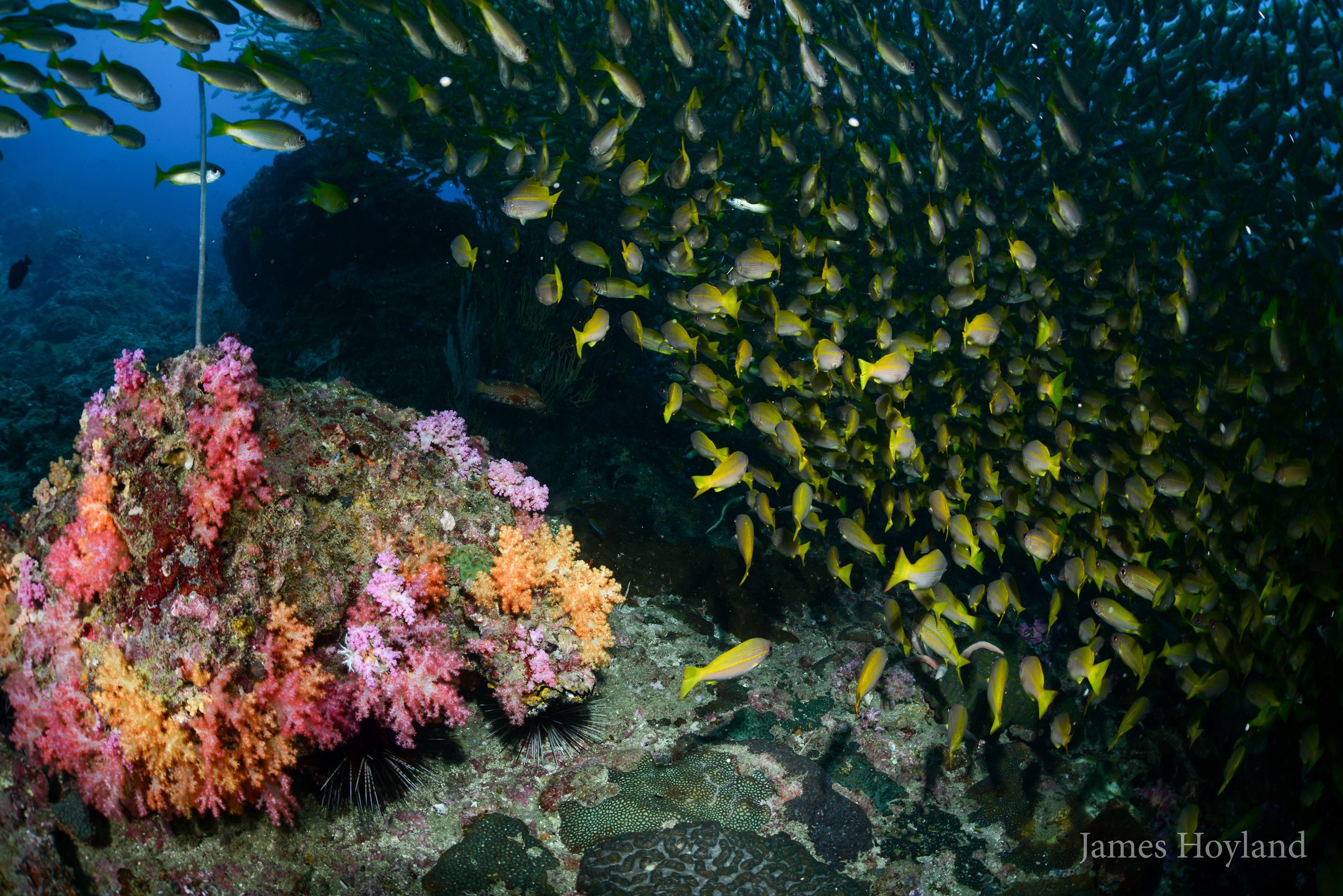 Hin Bida Reef photo 3