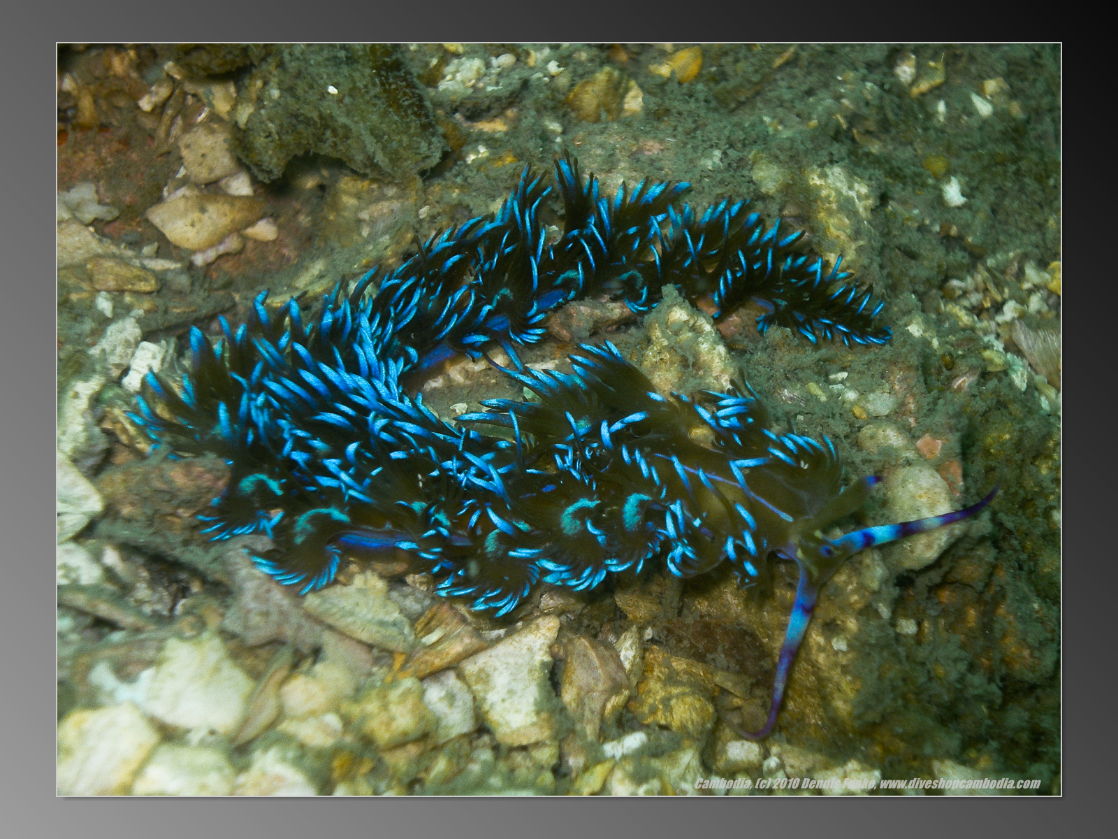East Reef photo 2