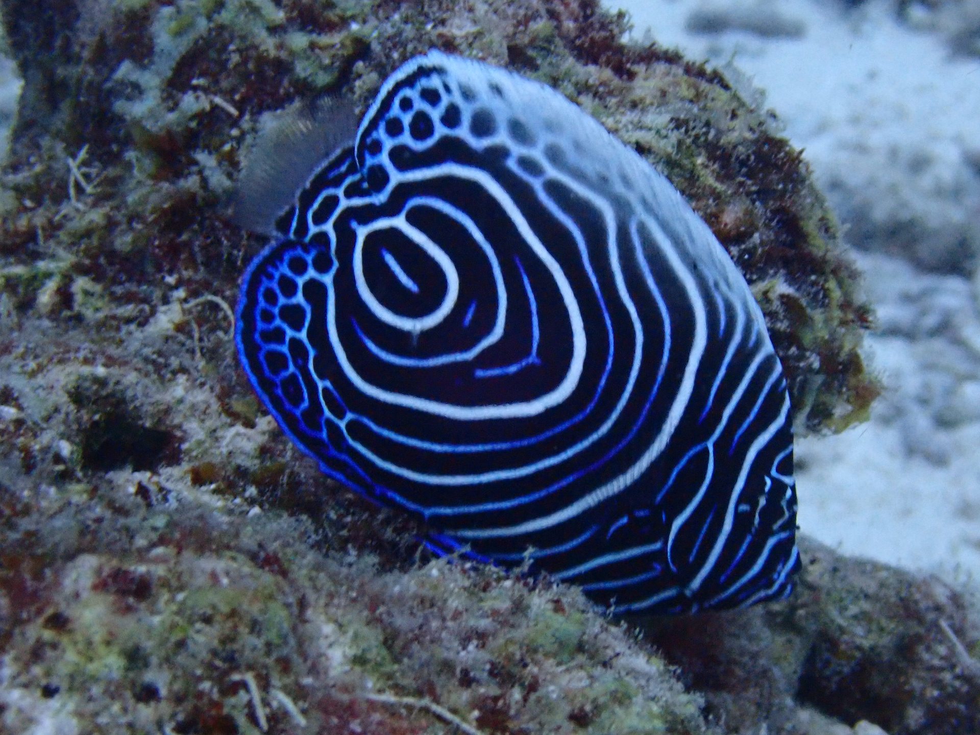 Racha Noi Island photo 4