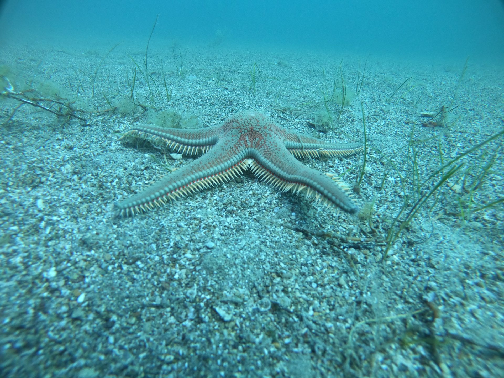 Hronia's Reef photo 7