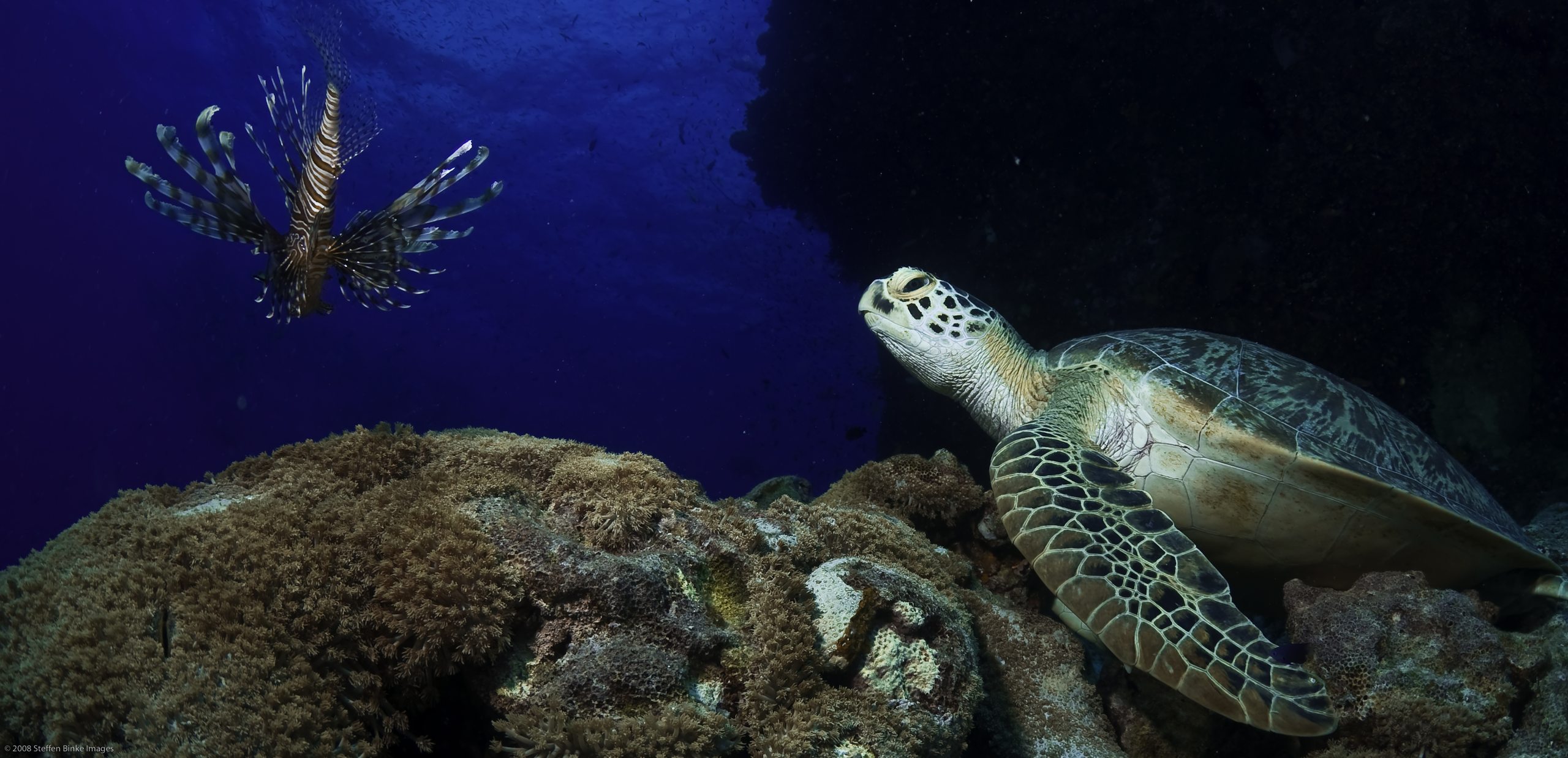 Milln Reef photo 4