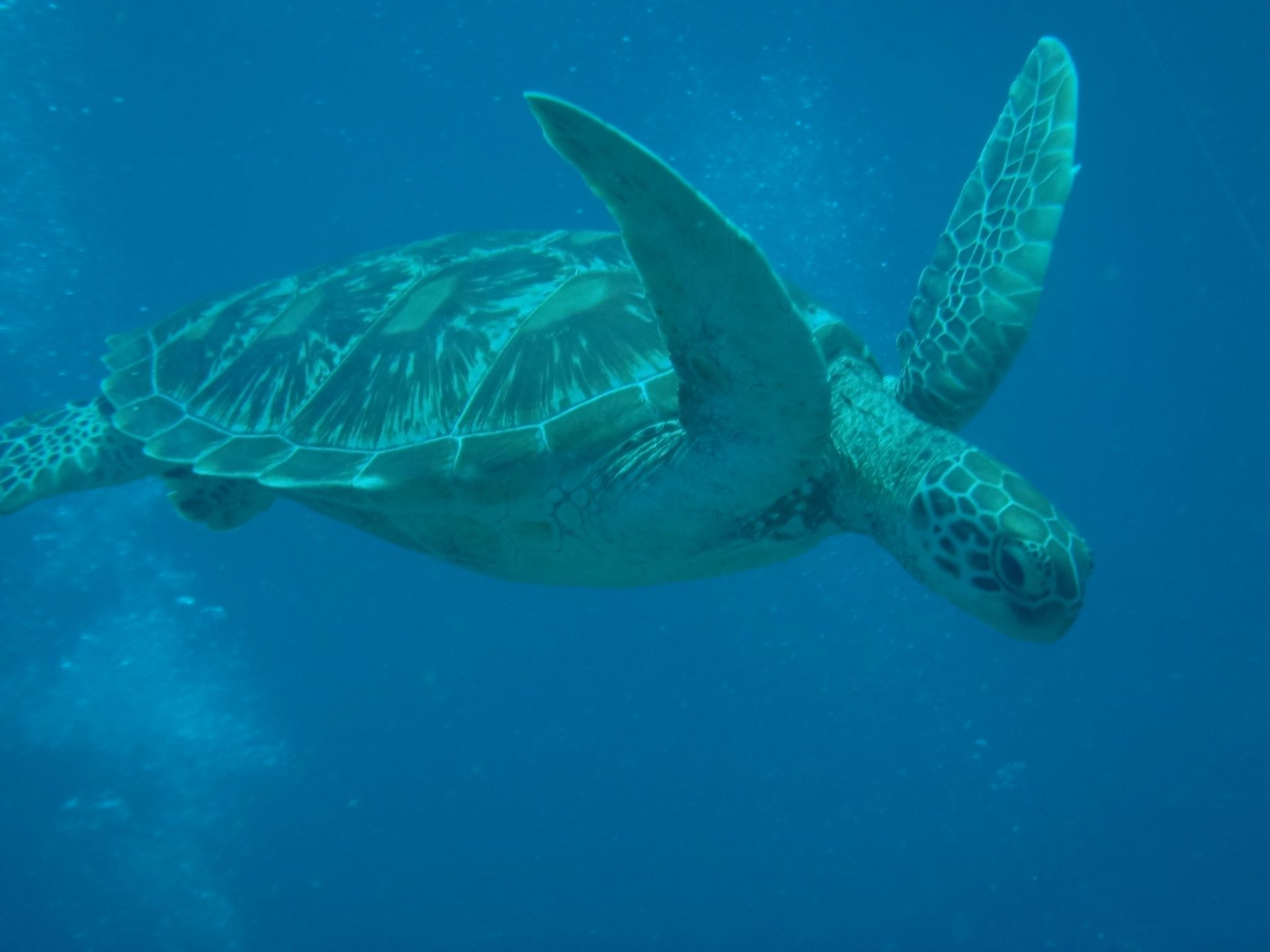 Turtle Head photo 2