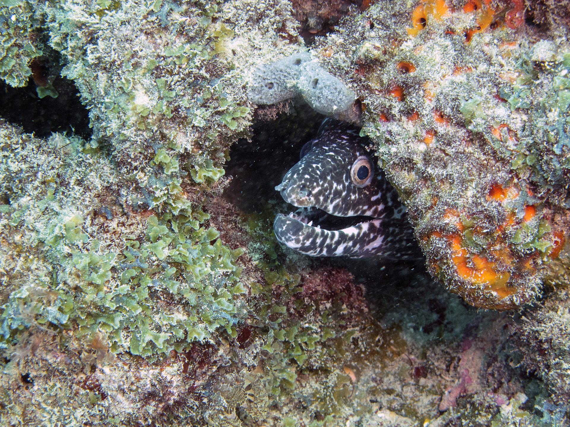 West Palm Beach Atlantic Ocean Diving photo 6