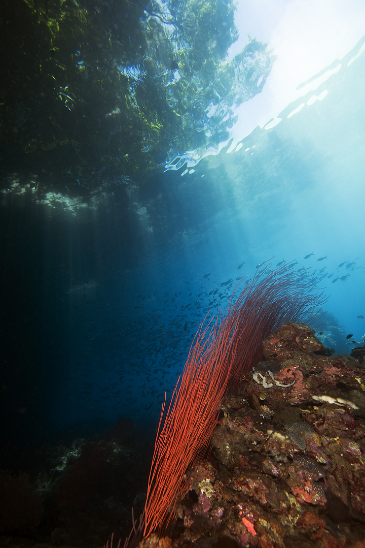 Deacon's Reef photo 2