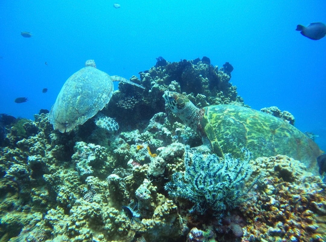 Angol Point