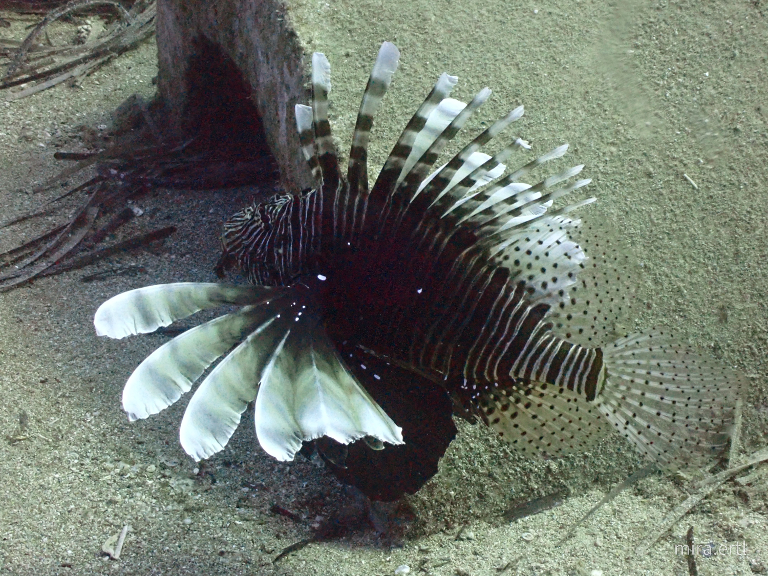 Artificial Reef photo 5