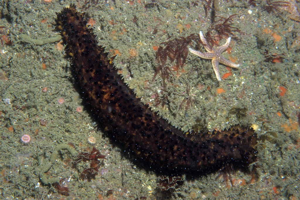 THE INNER REEF: 18-33mts