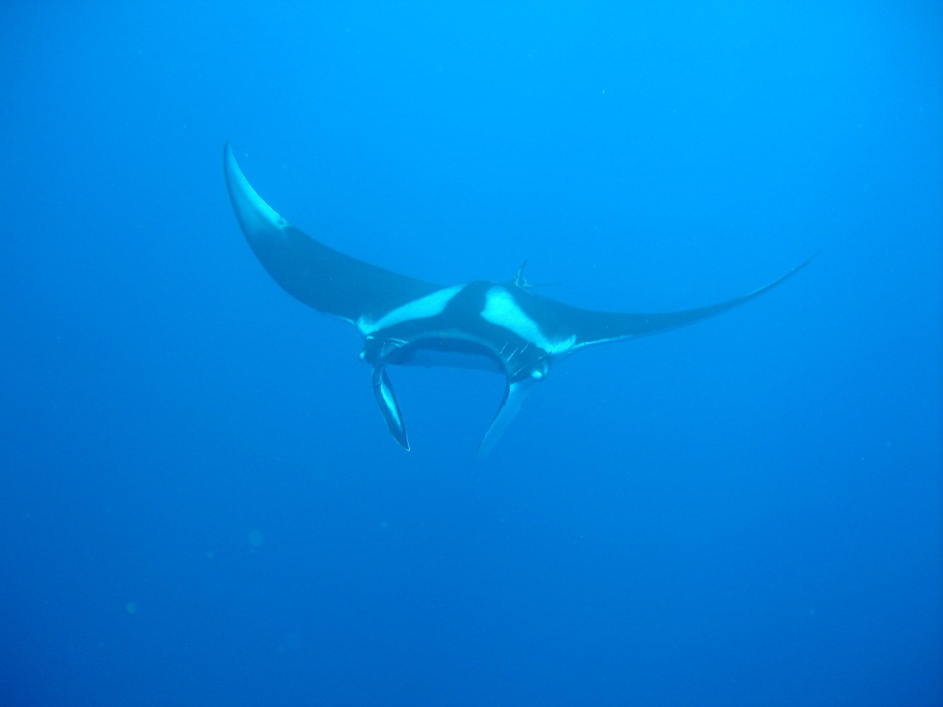 Koh Bon Similan National Park photo 2