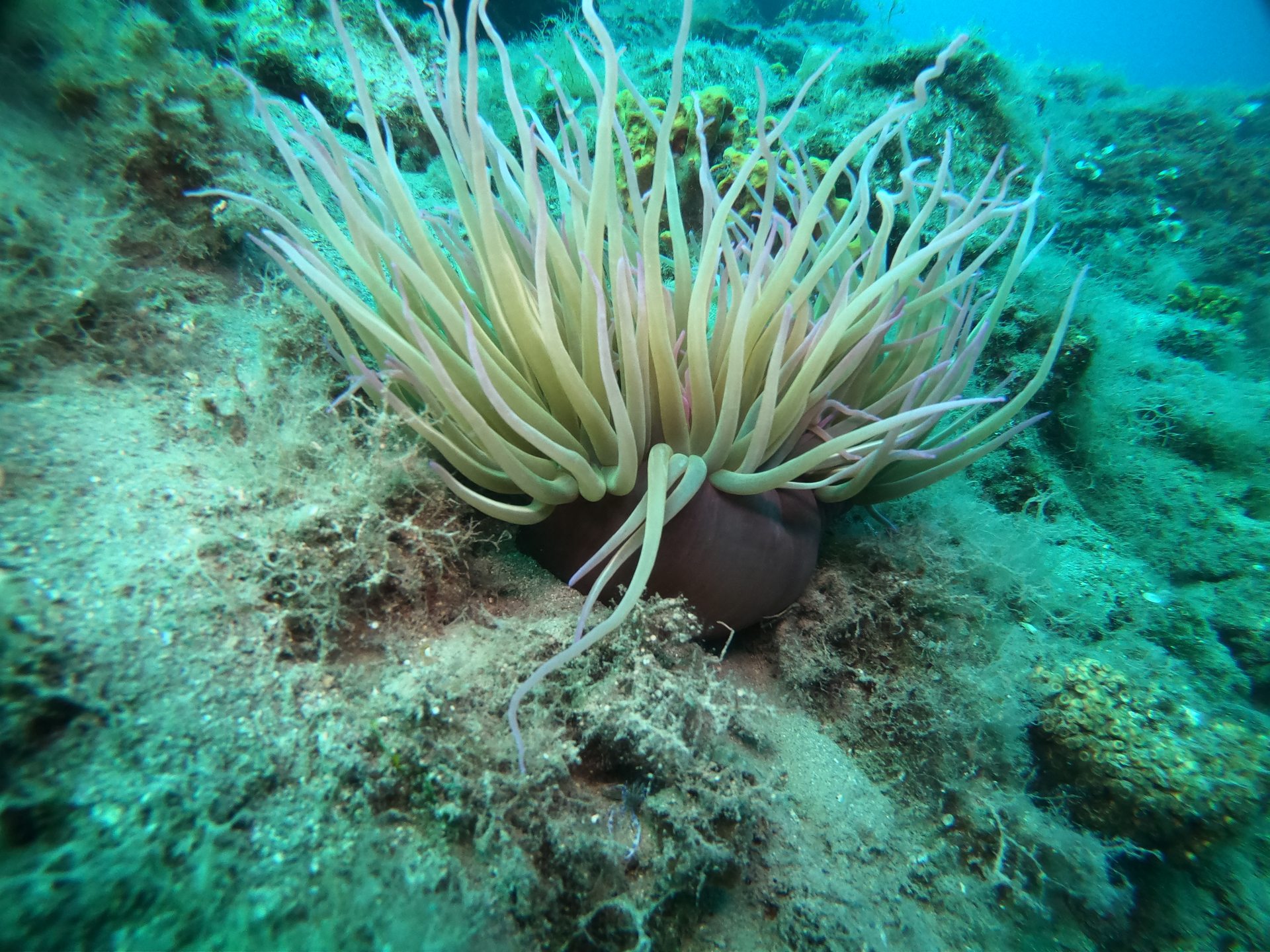 Taxiarxis reef photo 8