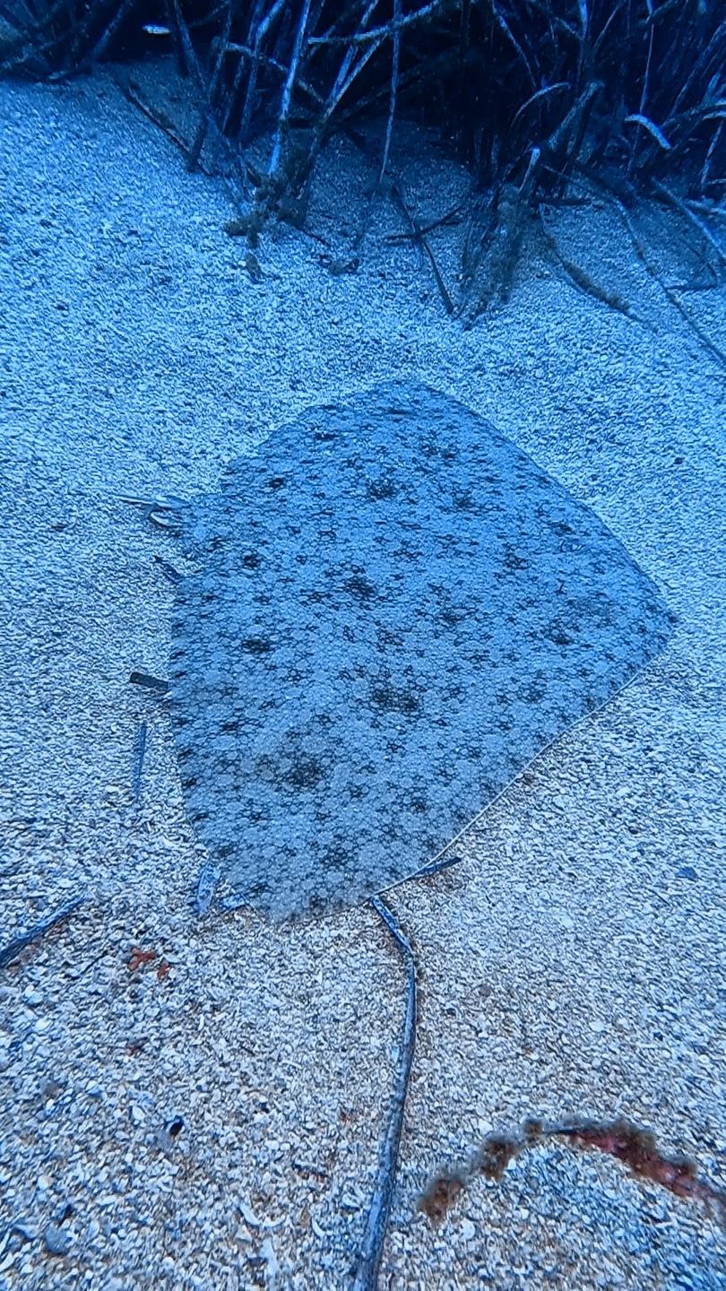 Farallon Norte photo 4