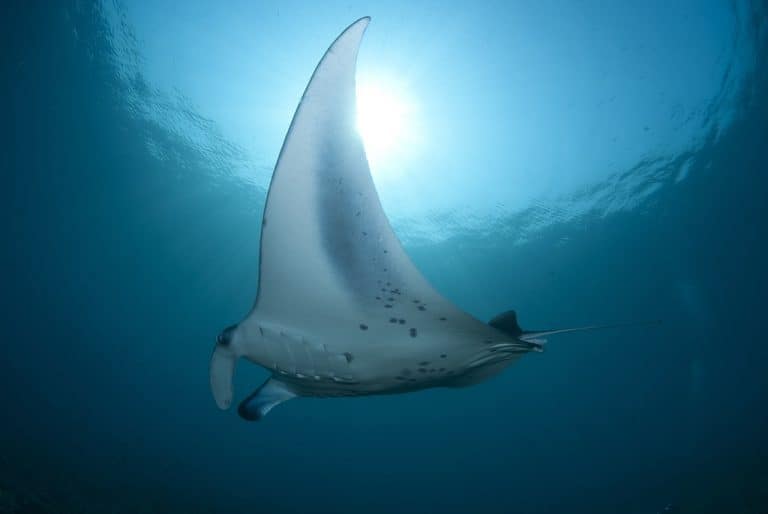 Nunez Shoal