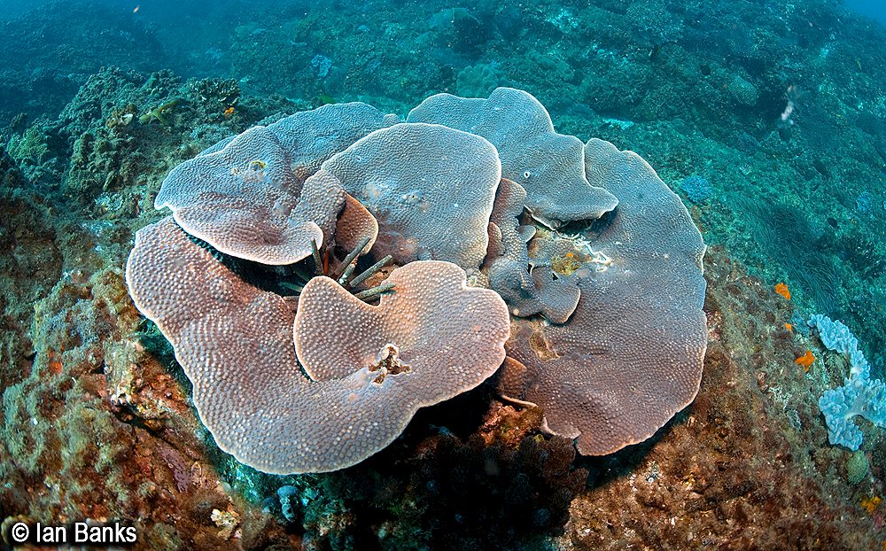 Palm Beach Reef