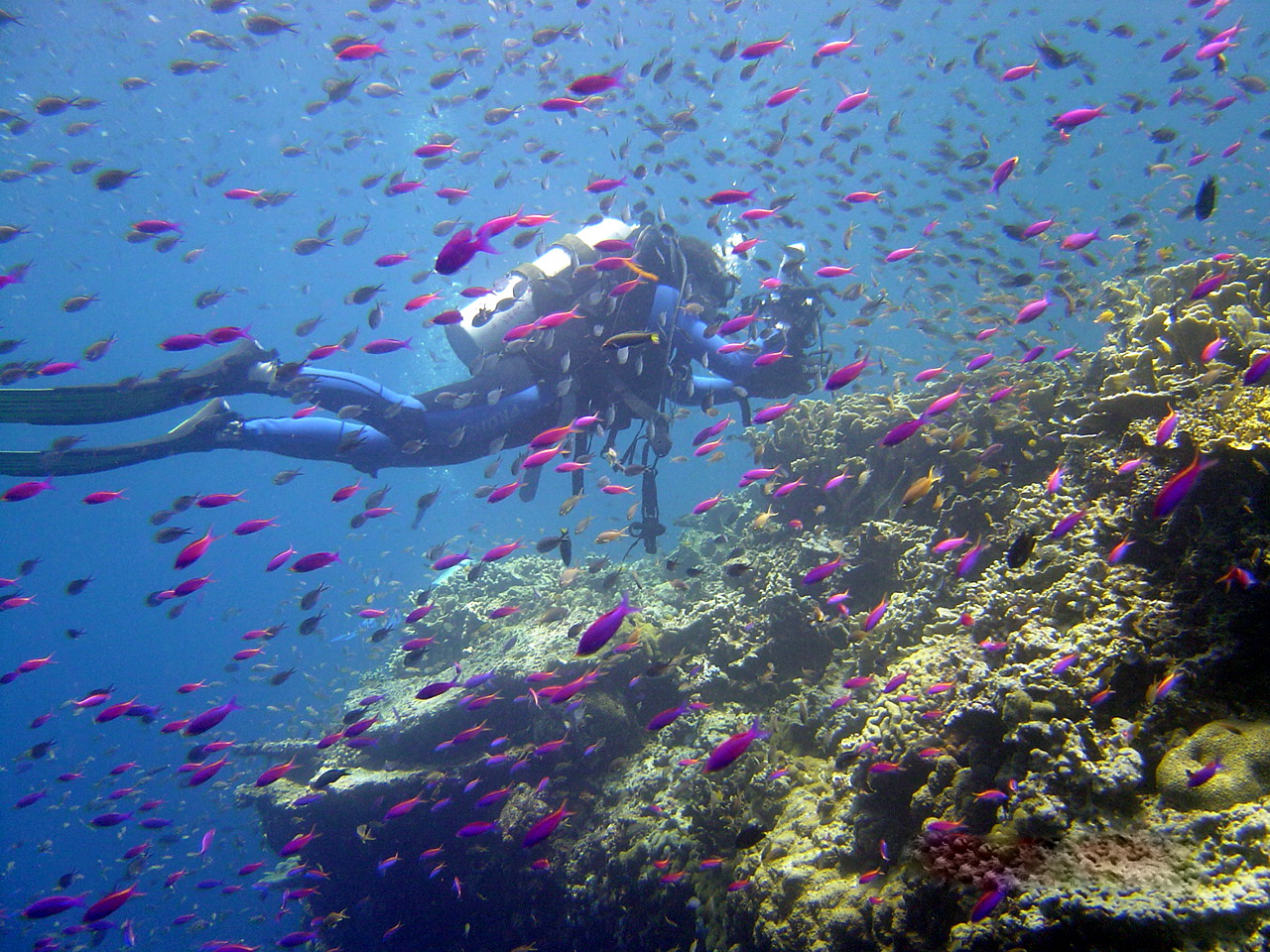 7 Seas Reef photo 2