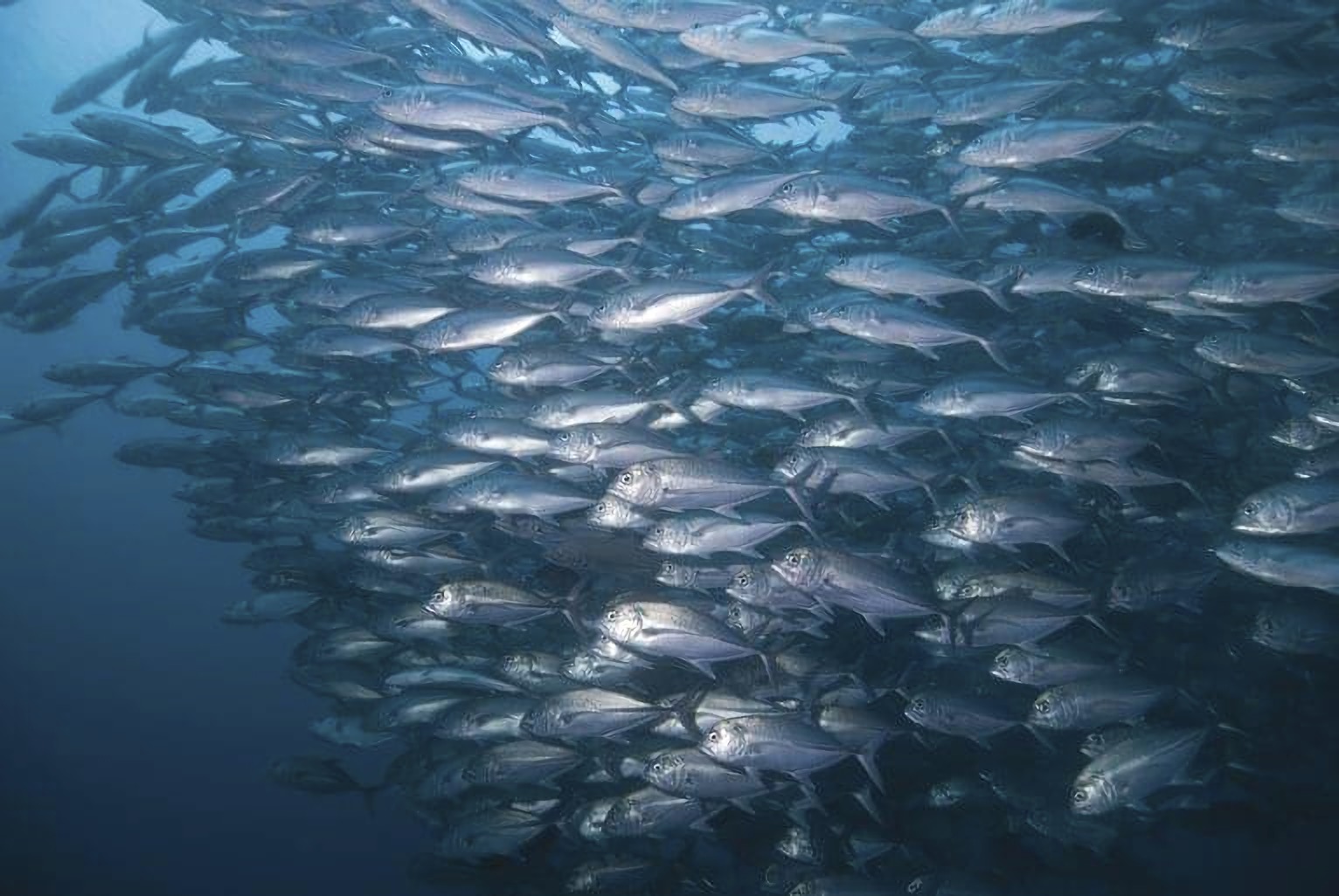 Shark Plateau